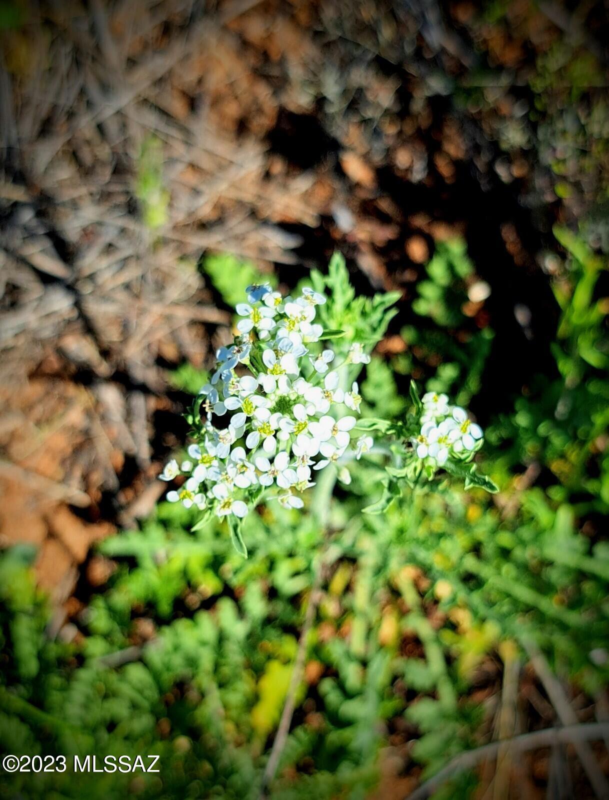 Arizona Sun Sites - Land