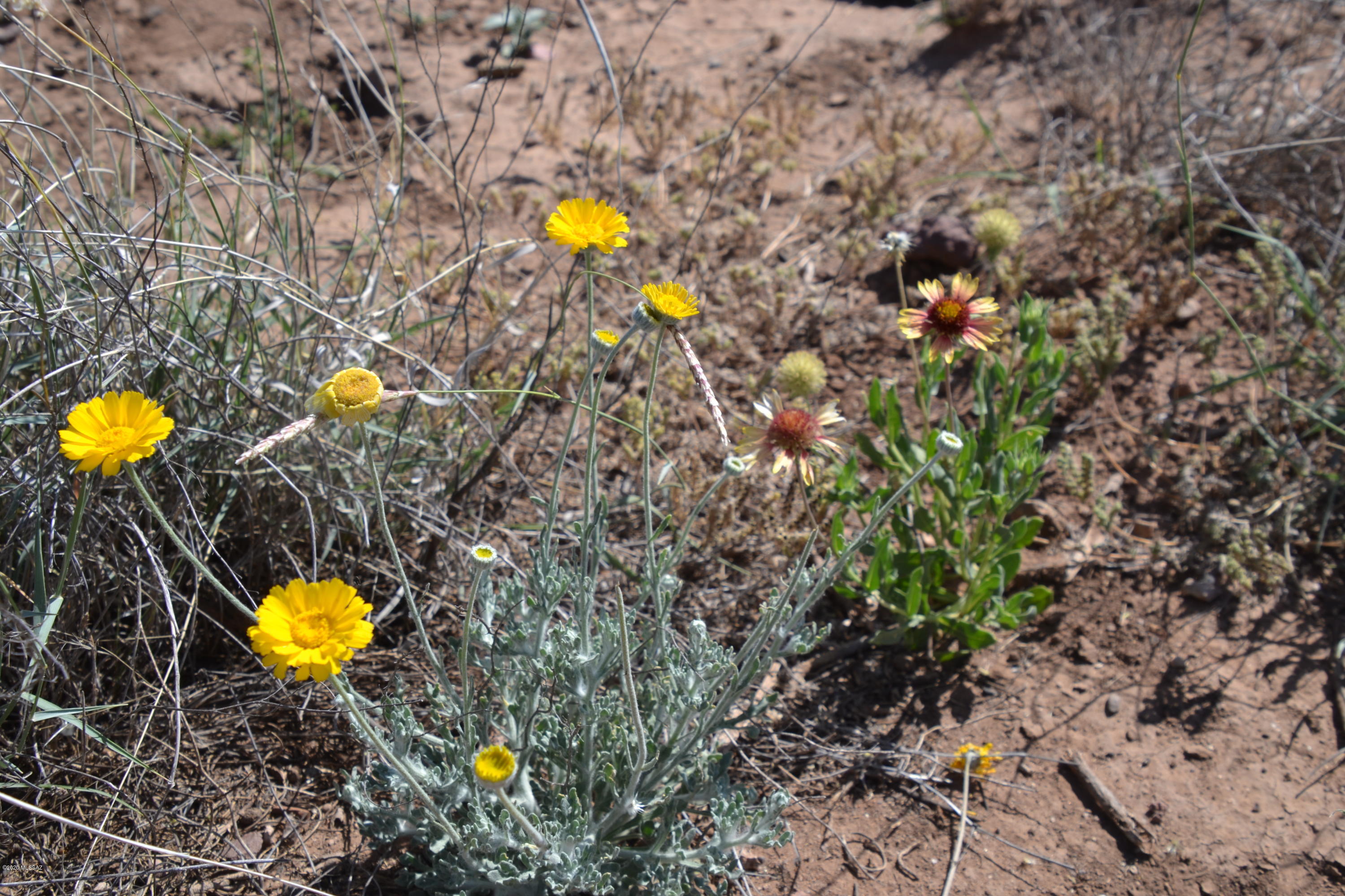 Out Of Pima County - Land