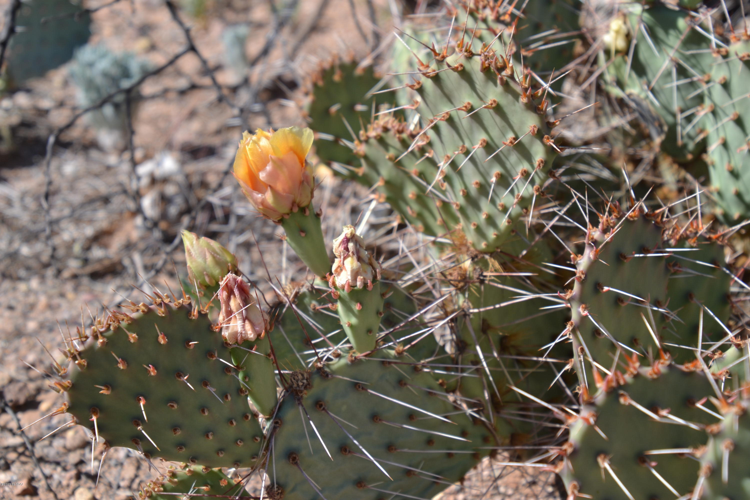 Out Of Pima County - Land
