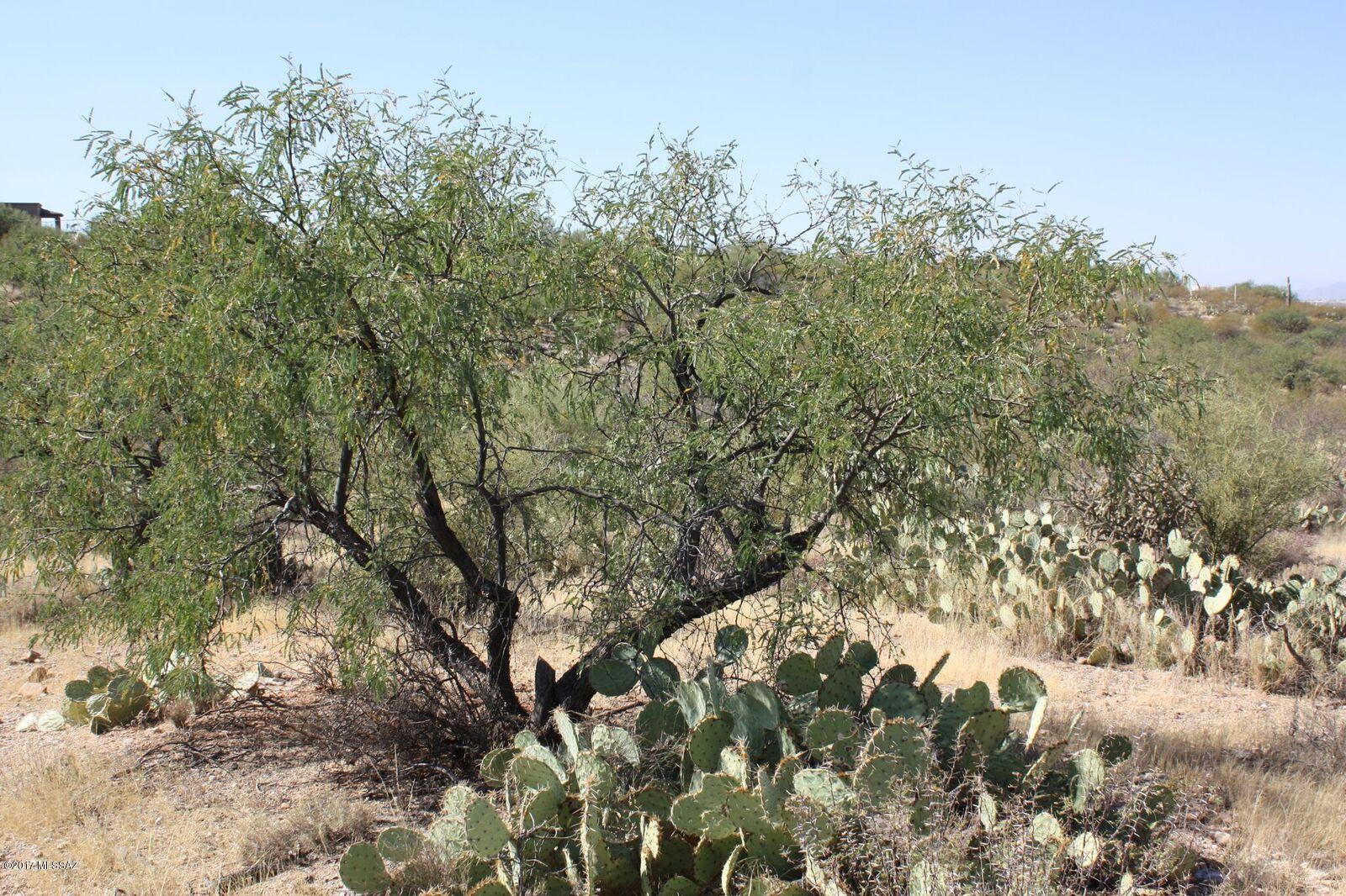 Saguaro Monument Estates - Land
