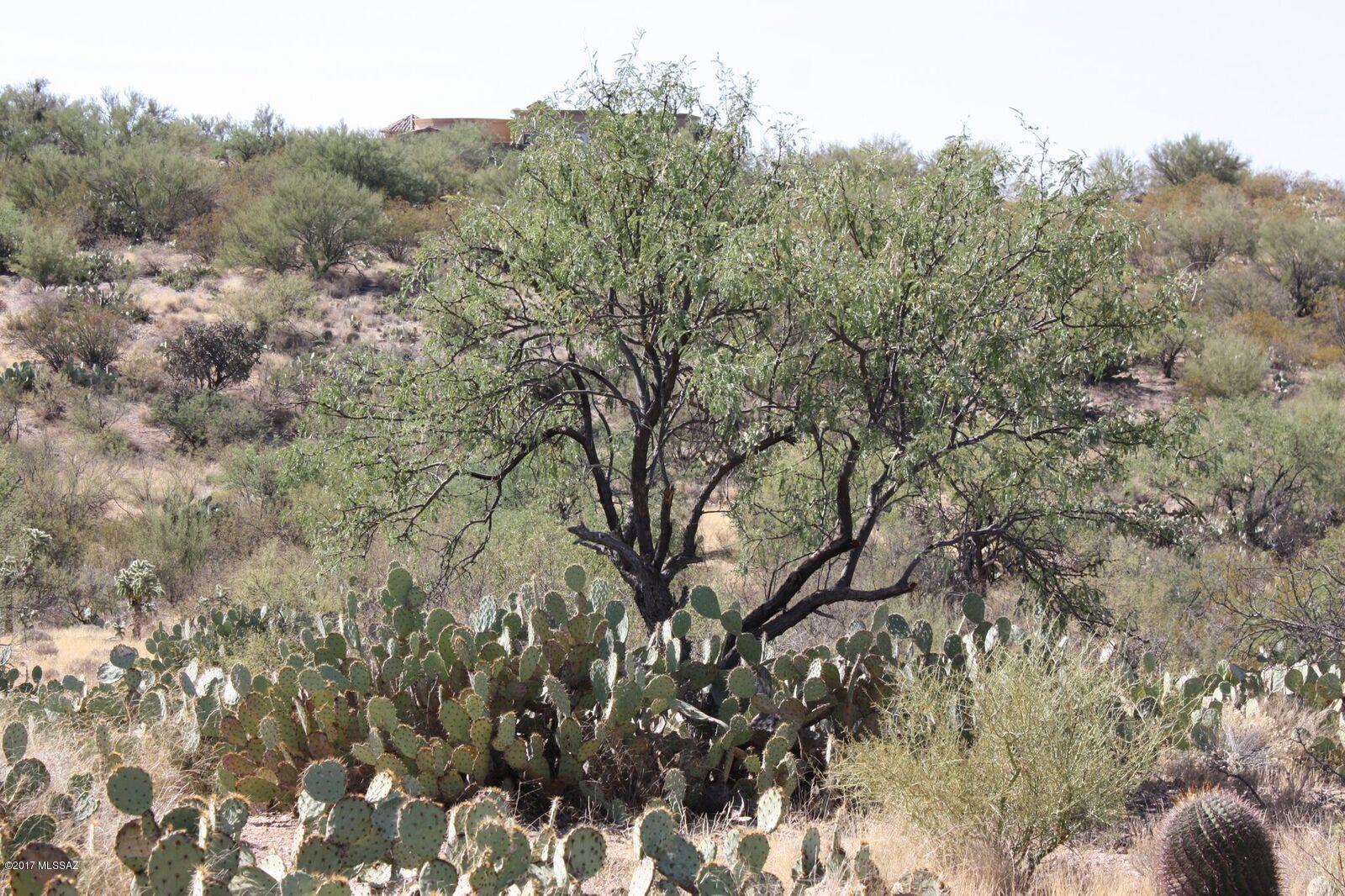 Saguaro Monument Estates - Land