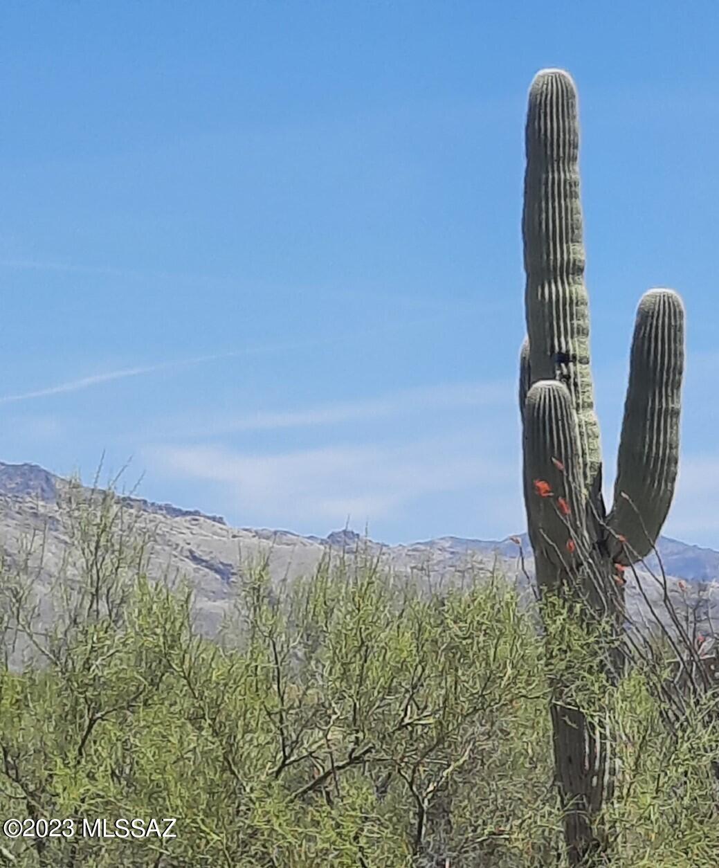 Catalina Foothills Estates - Land