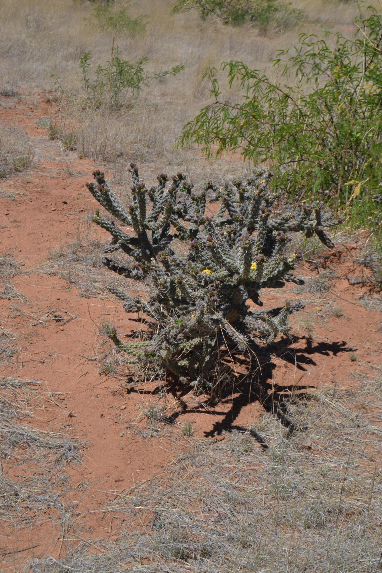 Out Of Pima County - Land