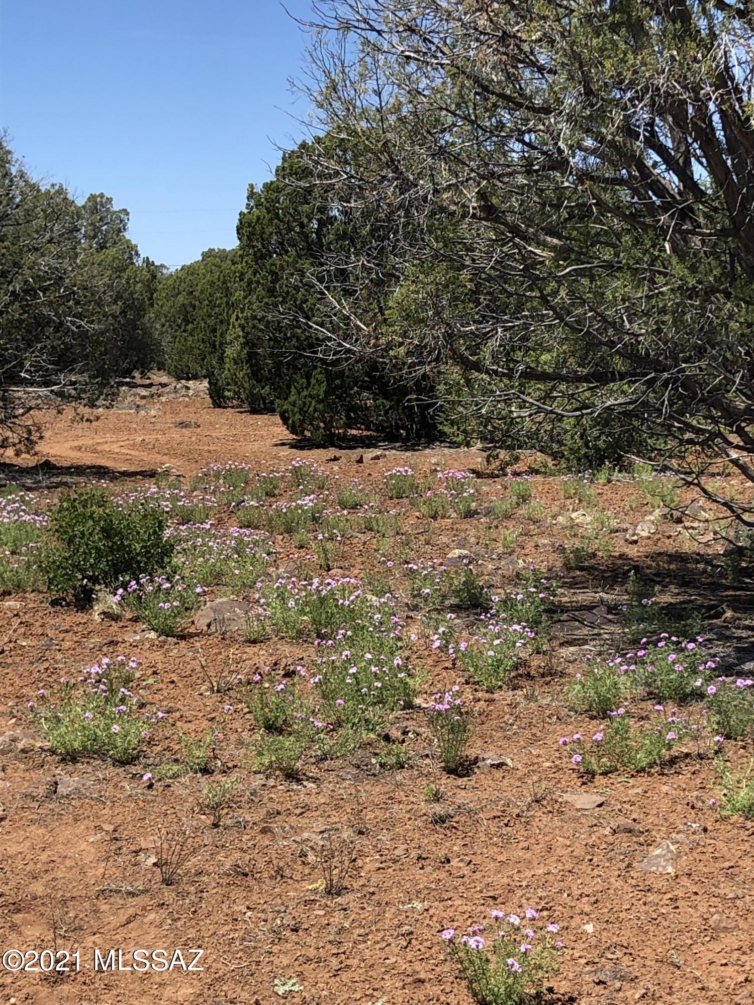 Out Of Pima County - Land