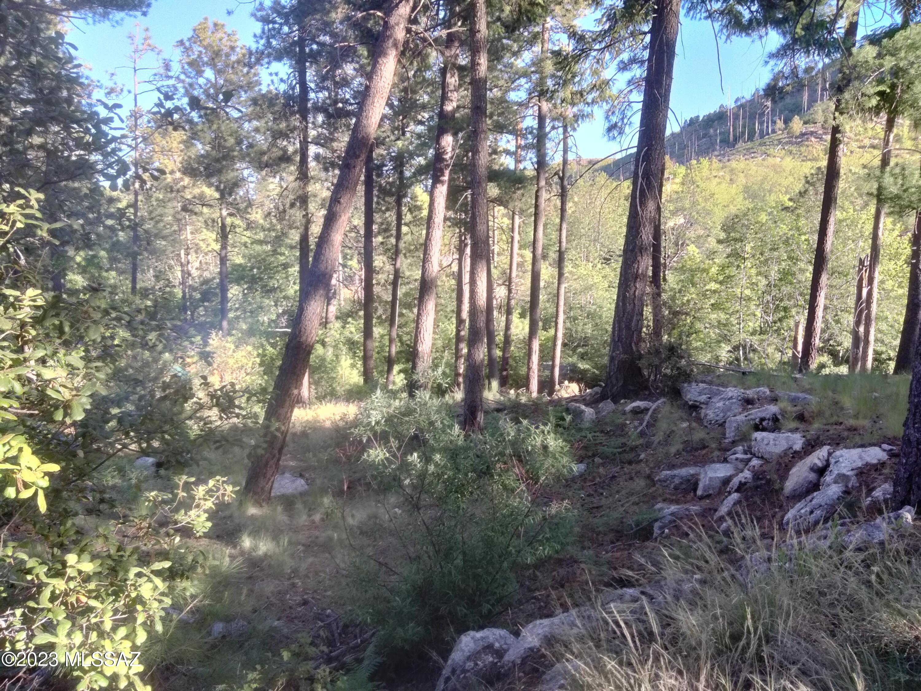 Great lot with beautiful tree coverage and year-round paved and snow-plowed access. You will notice the dense trees at driveway/entrance that provide privacy, and lovely creek frontage with seasonal trickling water along Carter Canyon. Close enough to walk to the Cookie Cabin, and General Store yet private enough to enjoy the peace and quiet of the mountain.
Lot is accessible from both Carter Canyon and from a driveway above off of Phoenix Ave. There are multiple building site options with great views and privacy from the upper part of the lot.