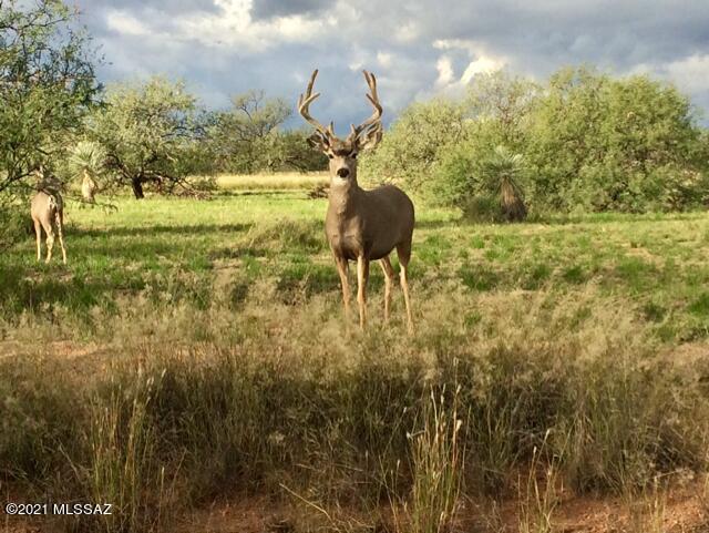Red Hawk at J-6 Ranch - Residential
