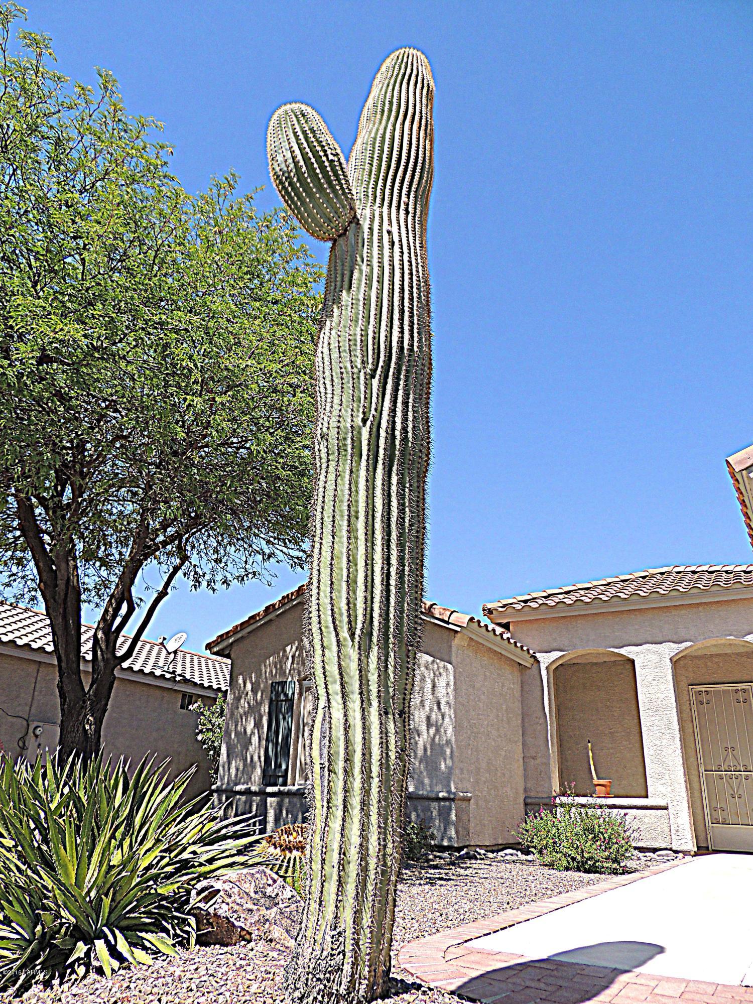 Continental Ranch Sunflower - Residential
