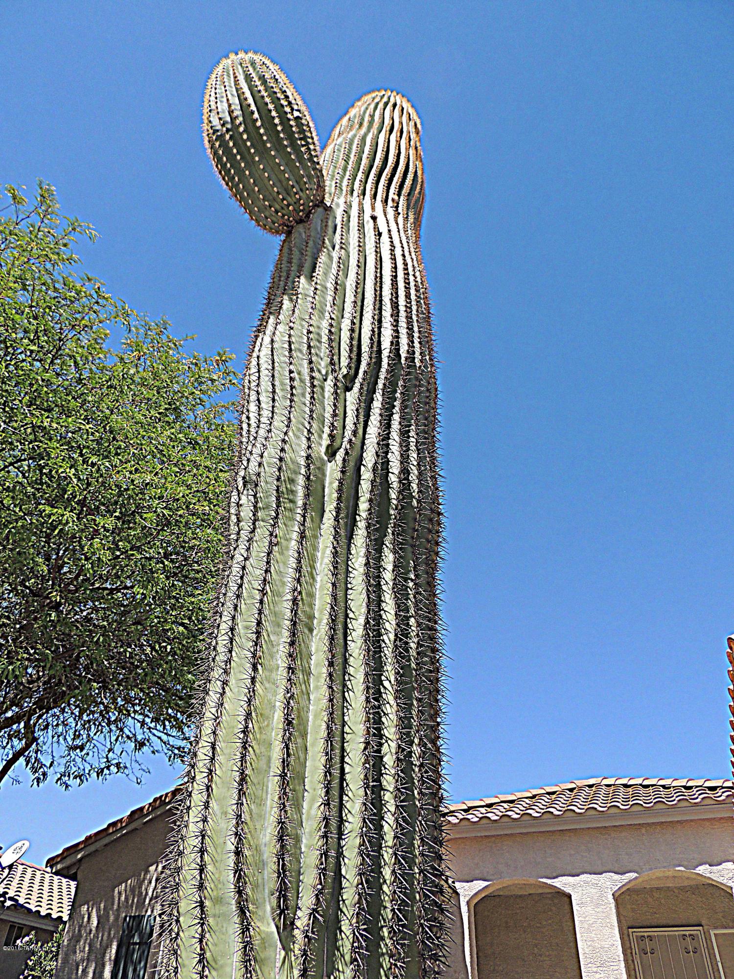Continental Ranch Sunflower - Residential