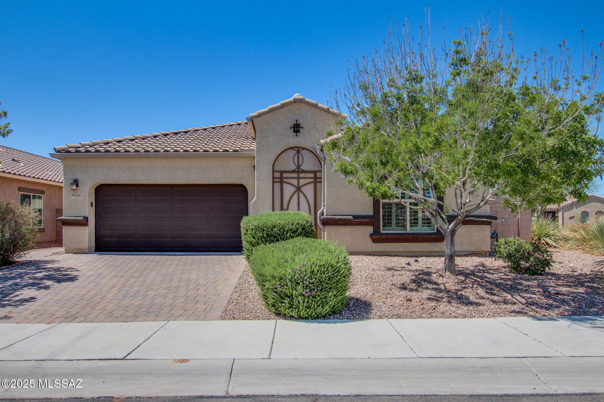 beautiful Saguaro Bloom Subdivision!
