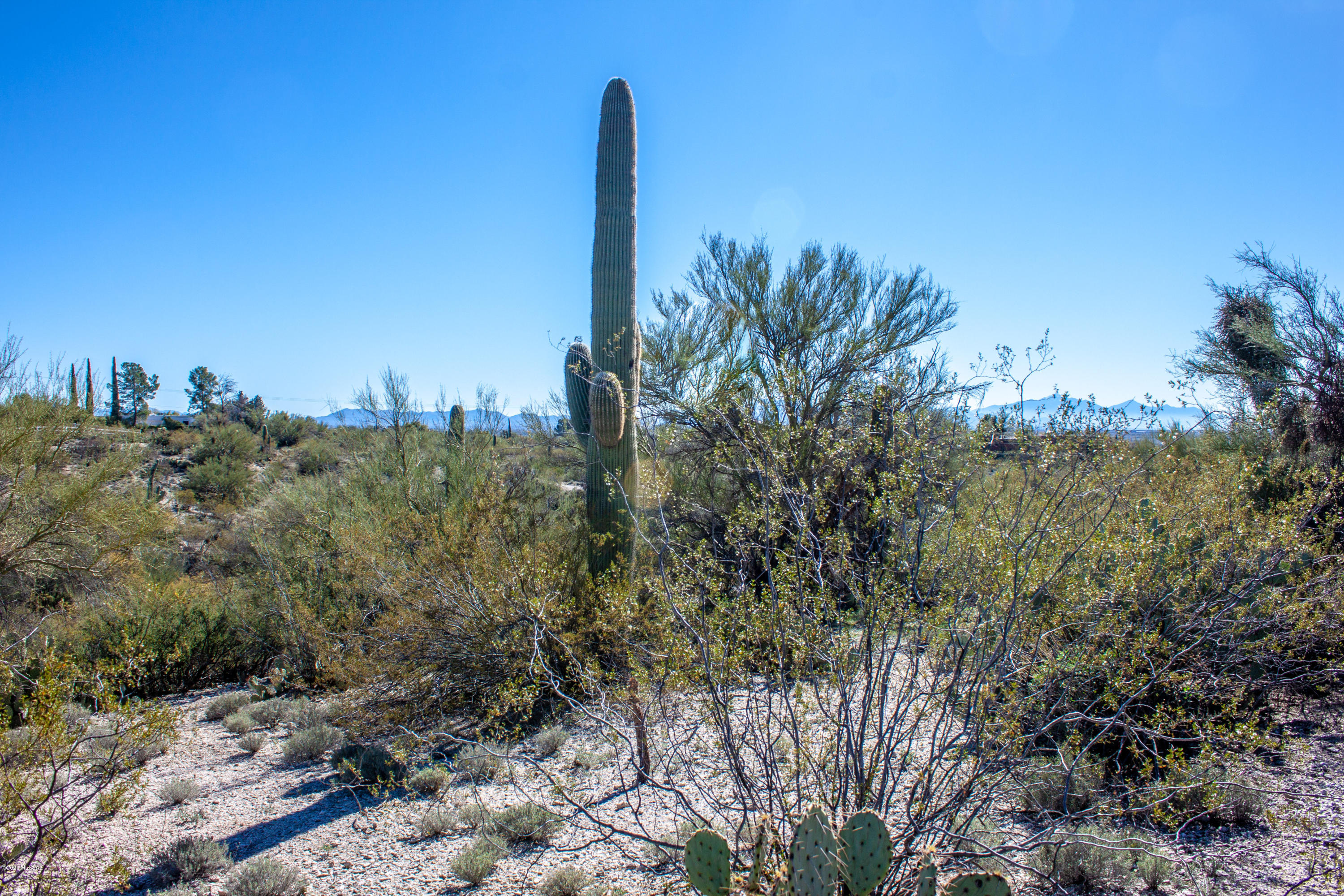 Rancho Cancion East (1-42) - Land