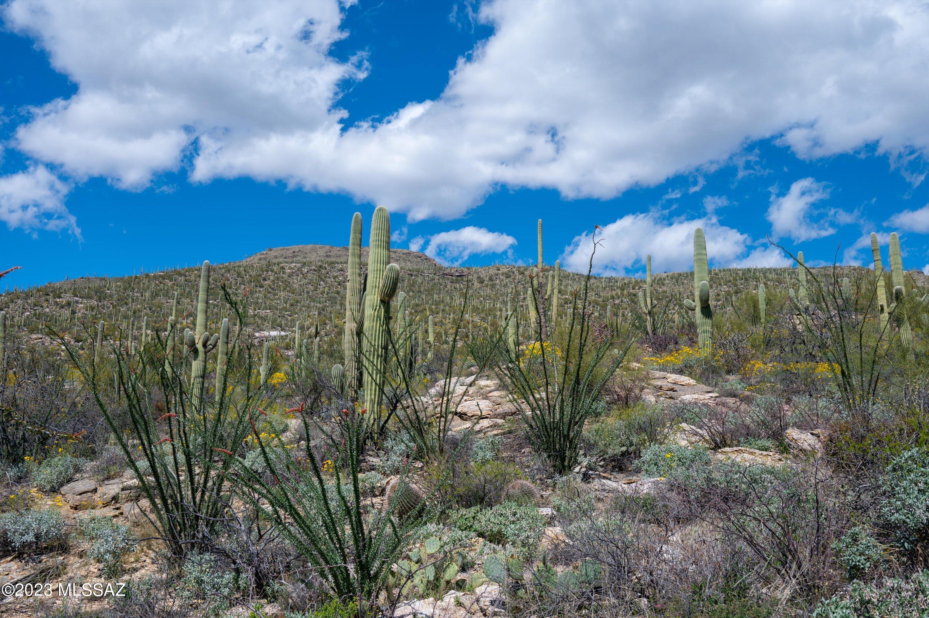 Estrella Vista Estates (1-23) - Land