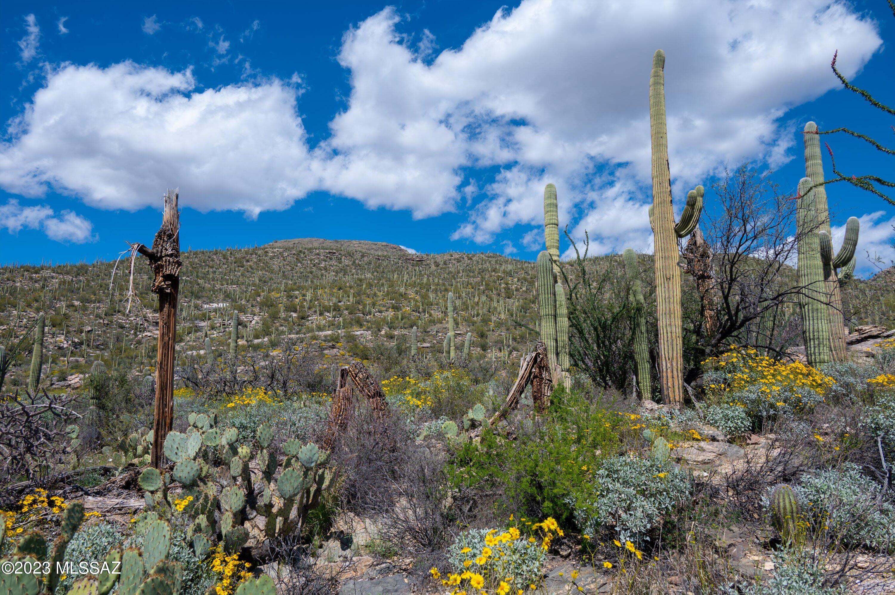 Estrella Vista Estates (1-23) - Land