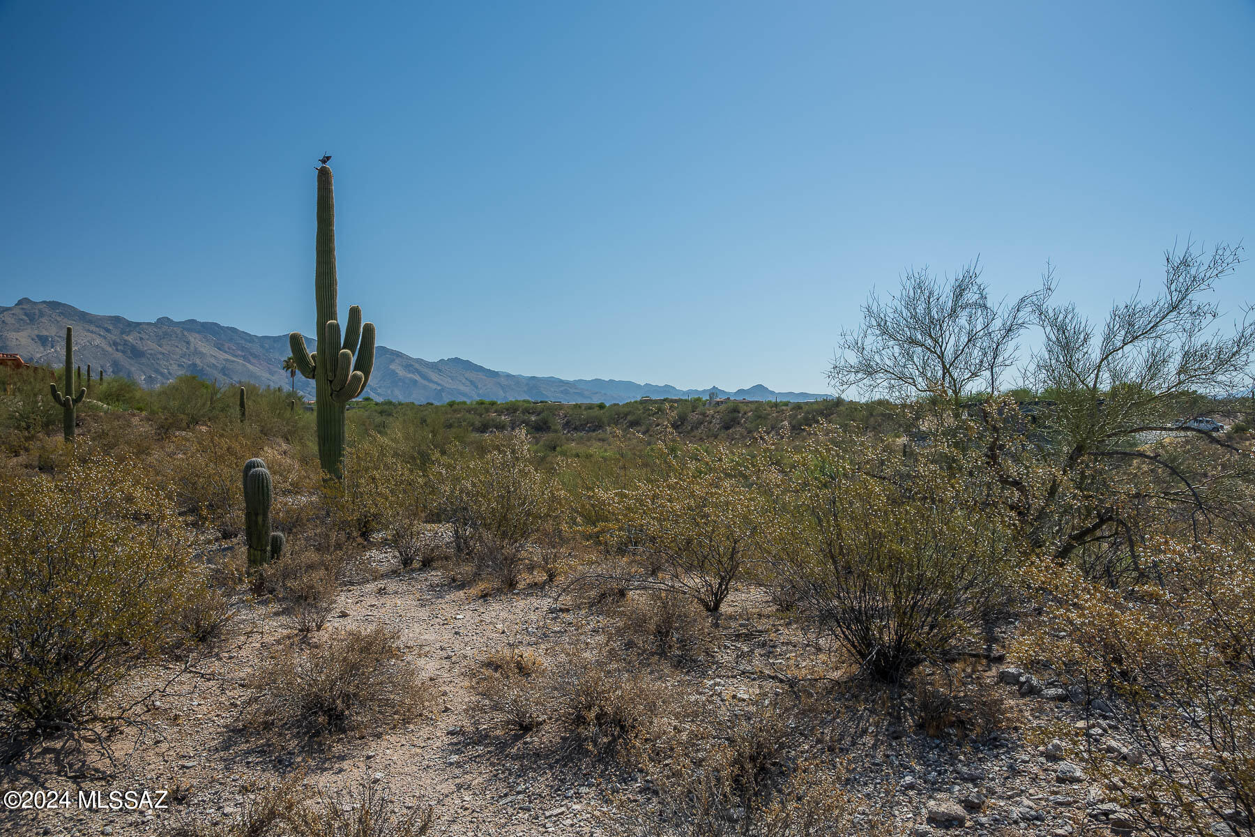 Catalina Foothills Estates NO. 2 - Land