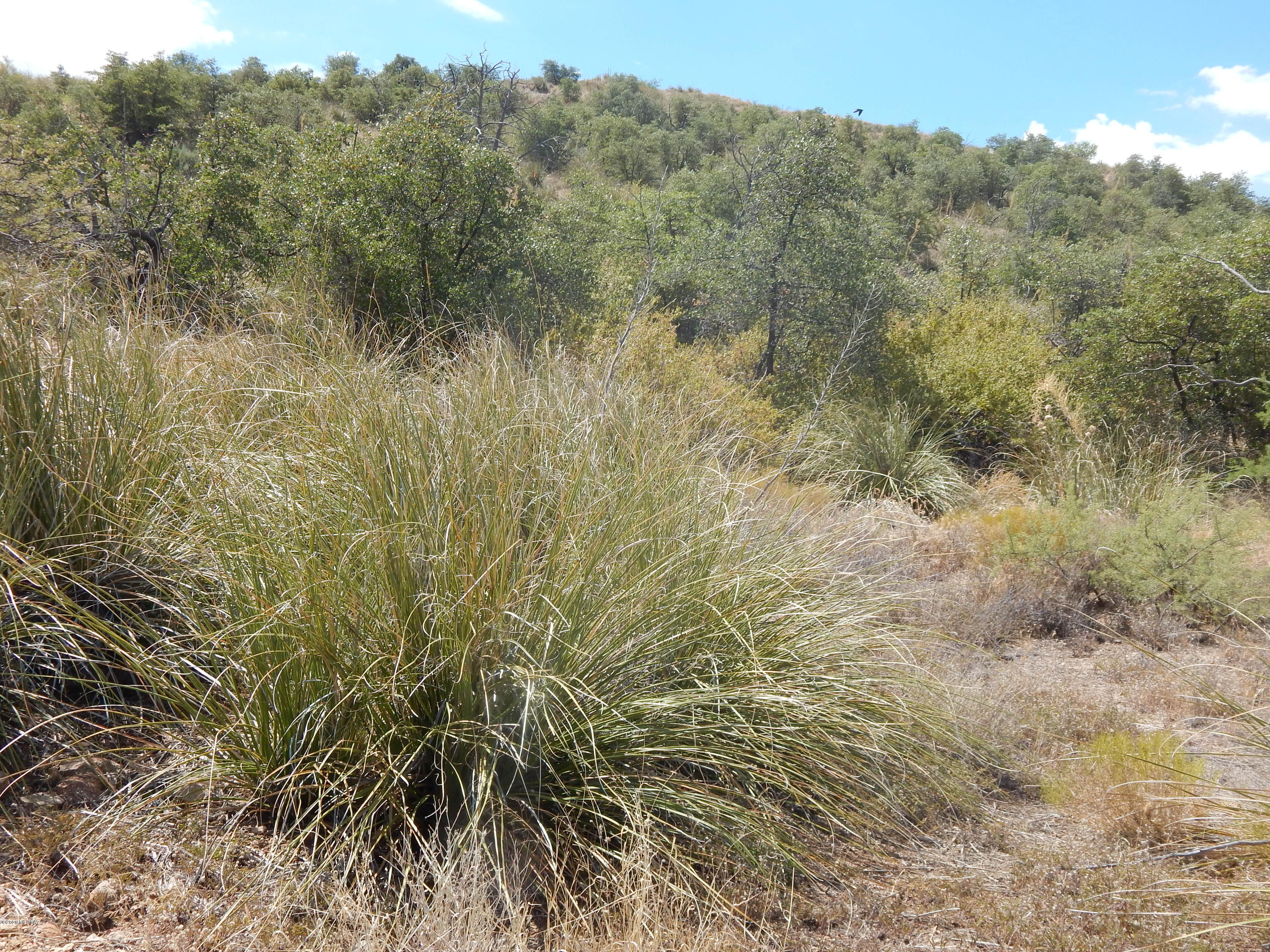 Out Of Pima County - Land
