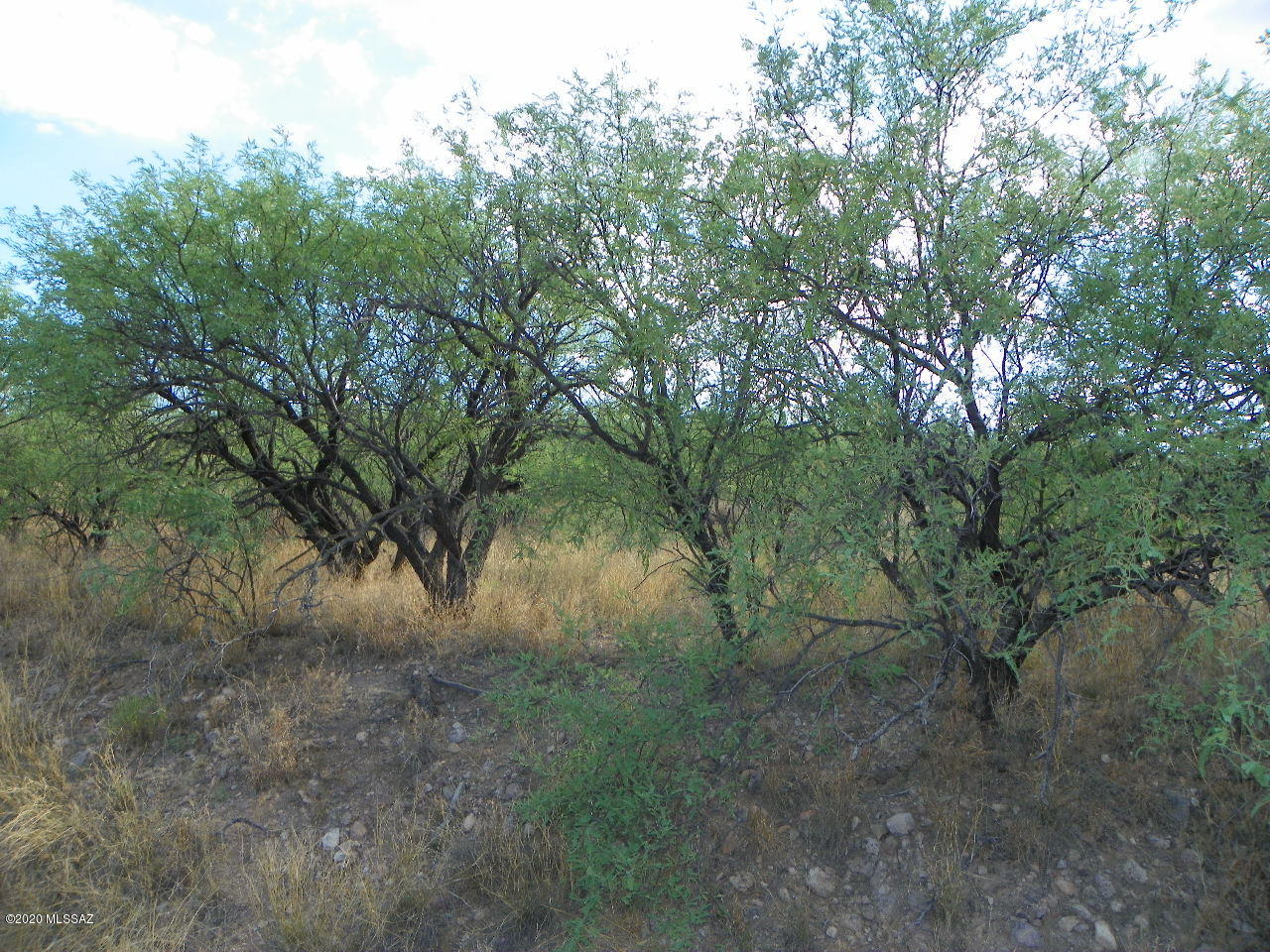 Rio Rico Estates 8 - Land