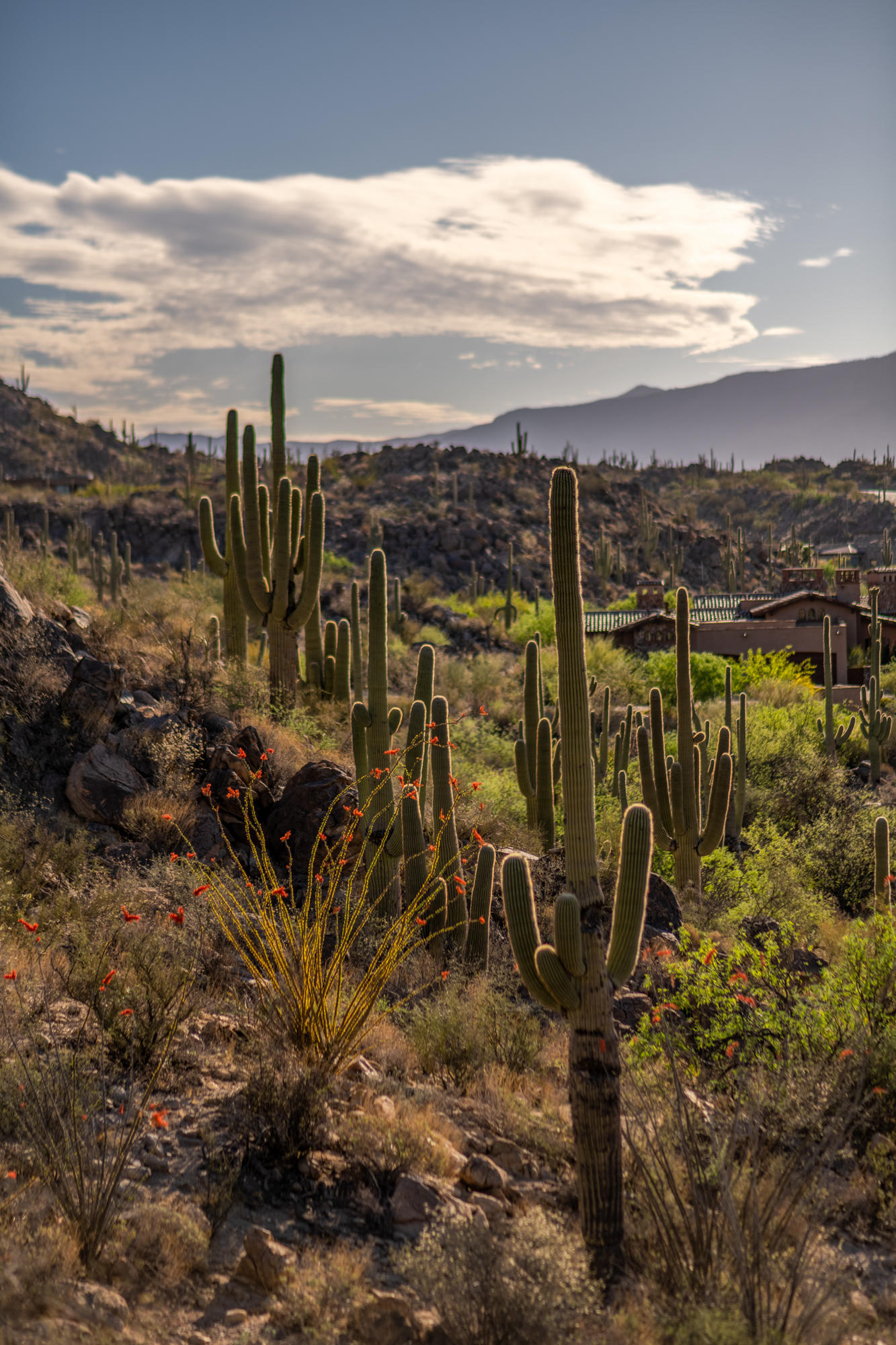 Stone Canyon II - Land