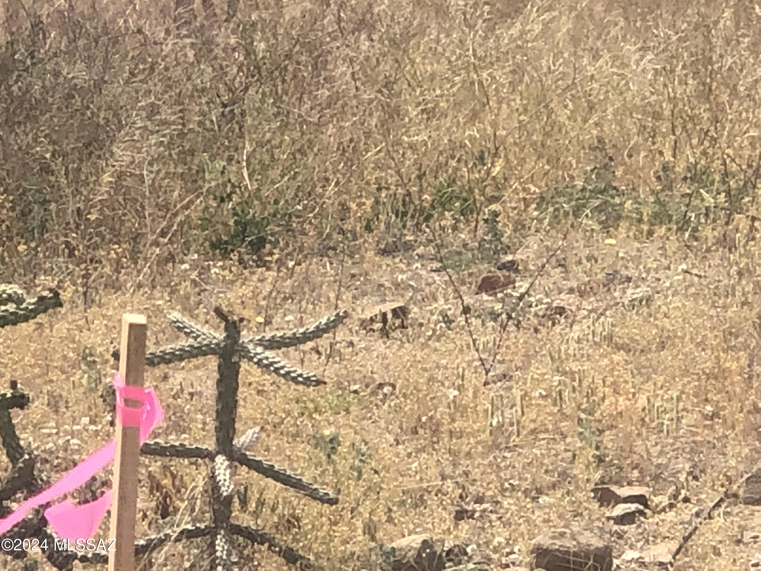 Rio Rico Ranchettes - Land