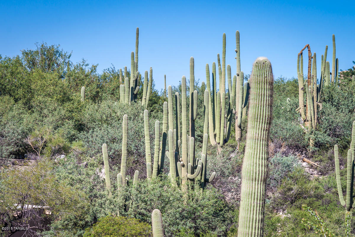 Coronado Foothills Estates - Land