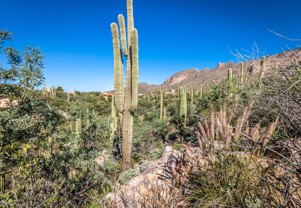 Coronado Foothills Estates - Land