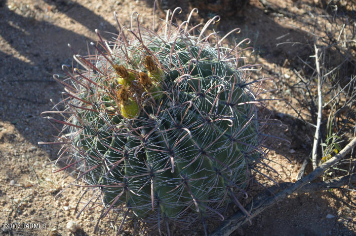 Palo Verde Ranch - Land