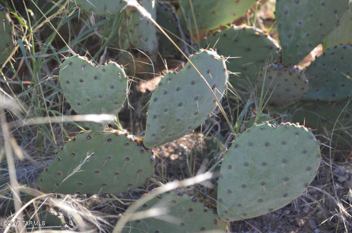 Palo Verde Ranch - Land
