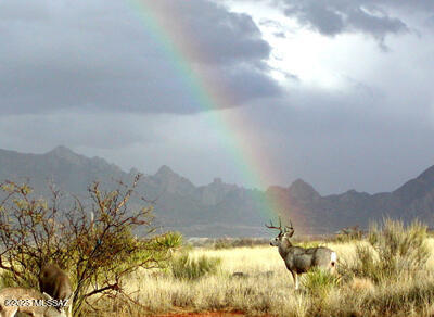 Dragoon Mountain Ranch - Land