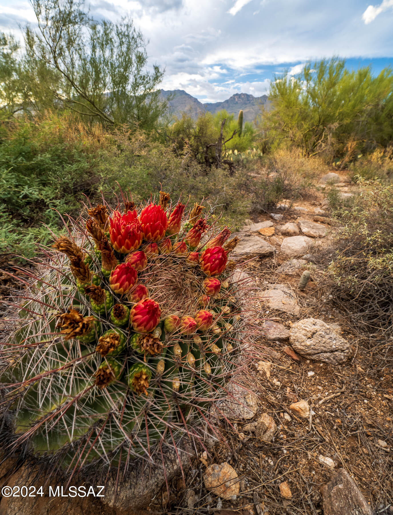 Canyon Ridge (1-40) - Land