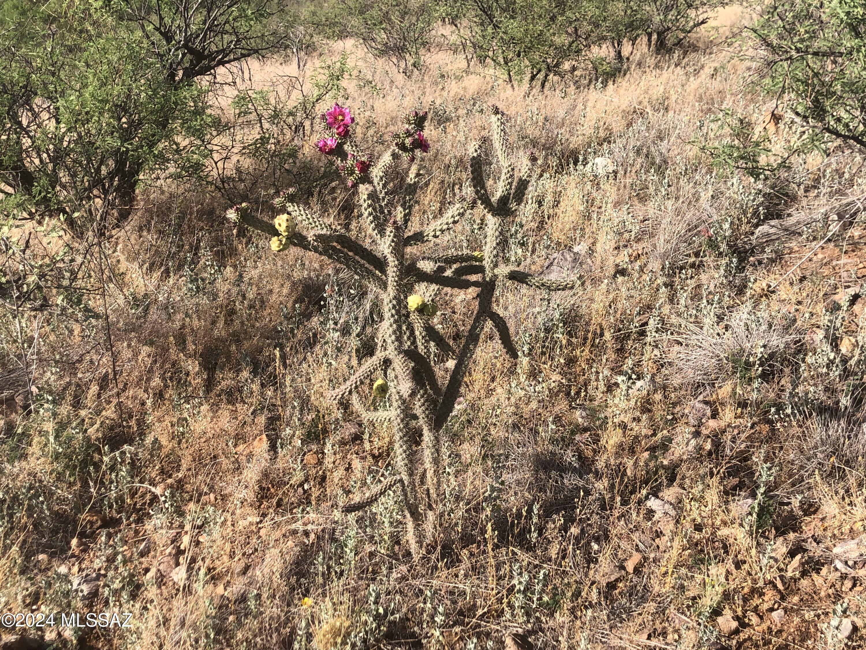 Rio Rico Estates 10 - Land