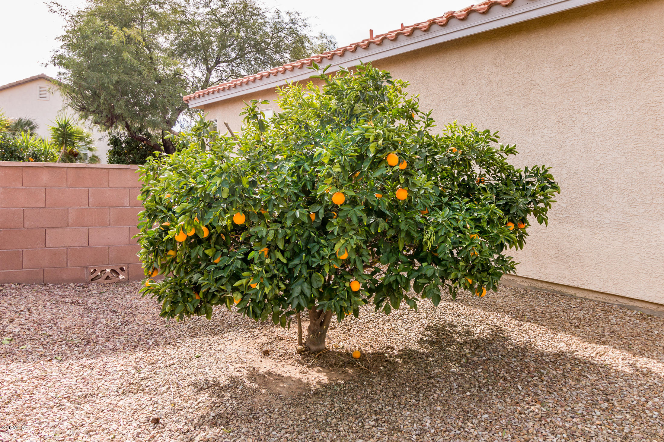 Continental Ranch Sunflower - Residential