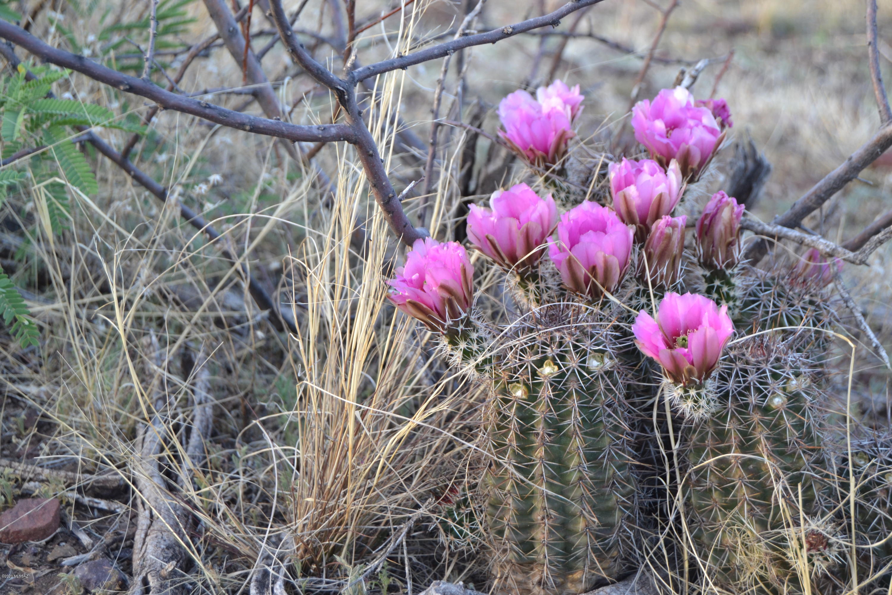 Out Of Pima County - Land