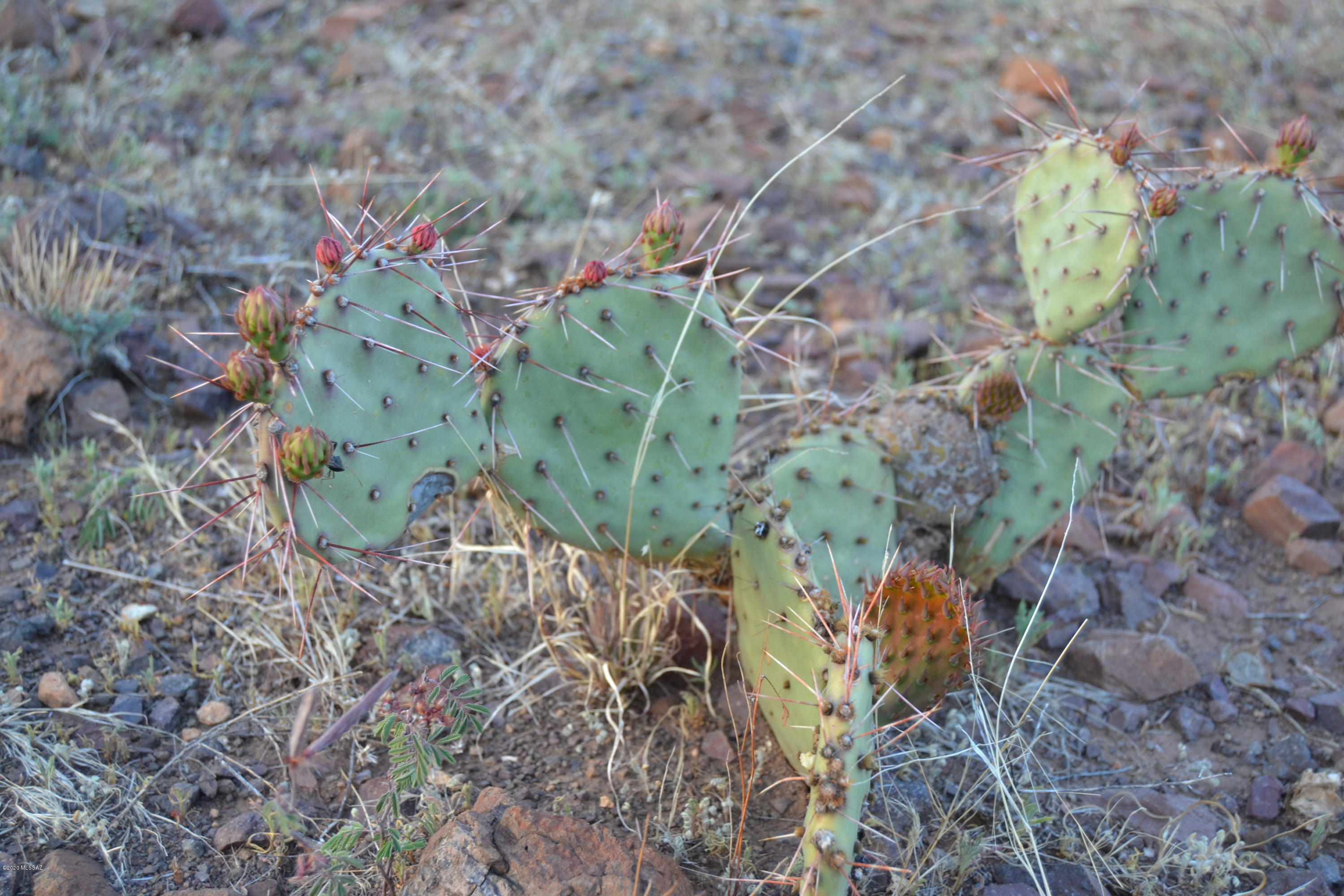 Out Of Pima County - Land