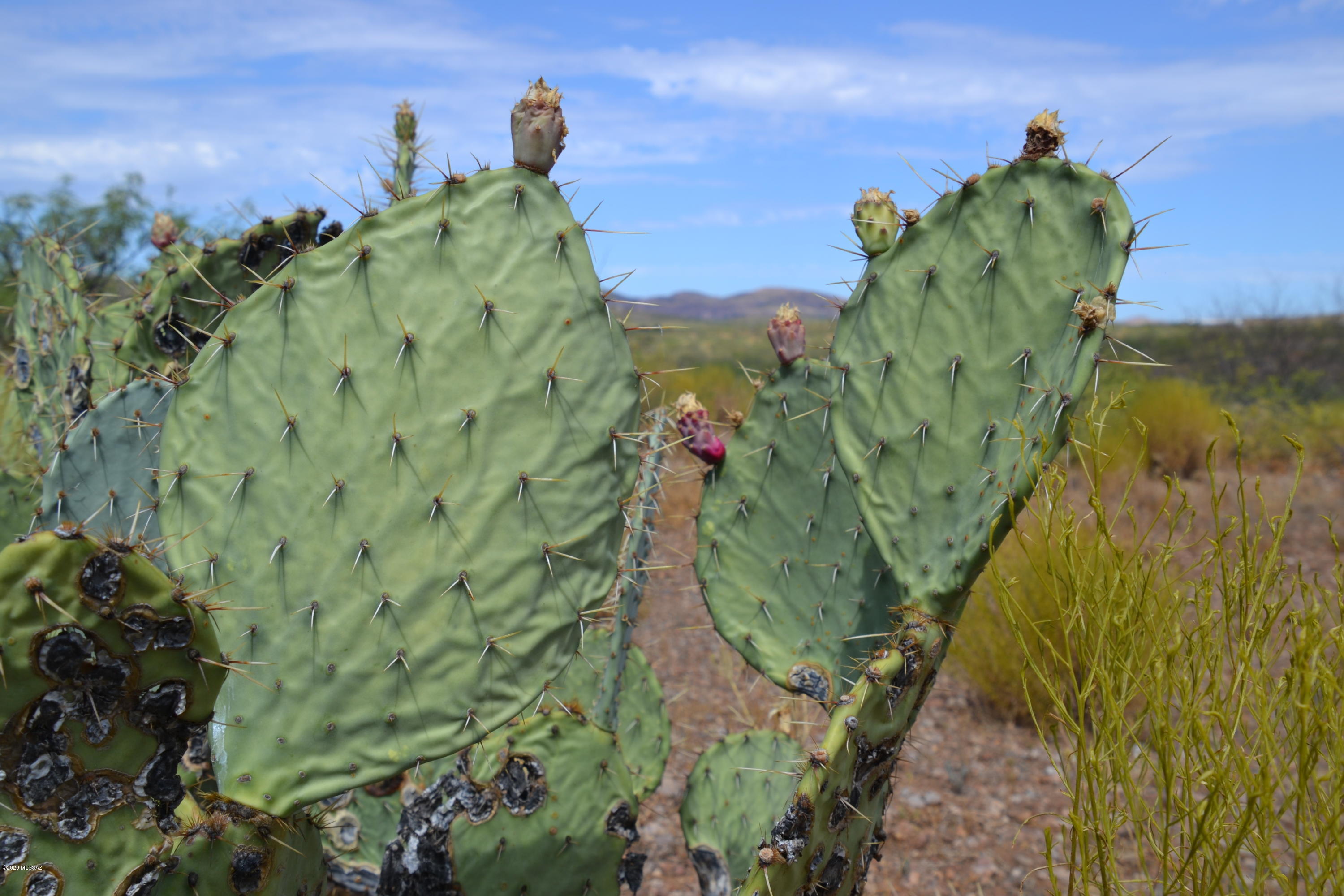 Out Of Pima County - Land