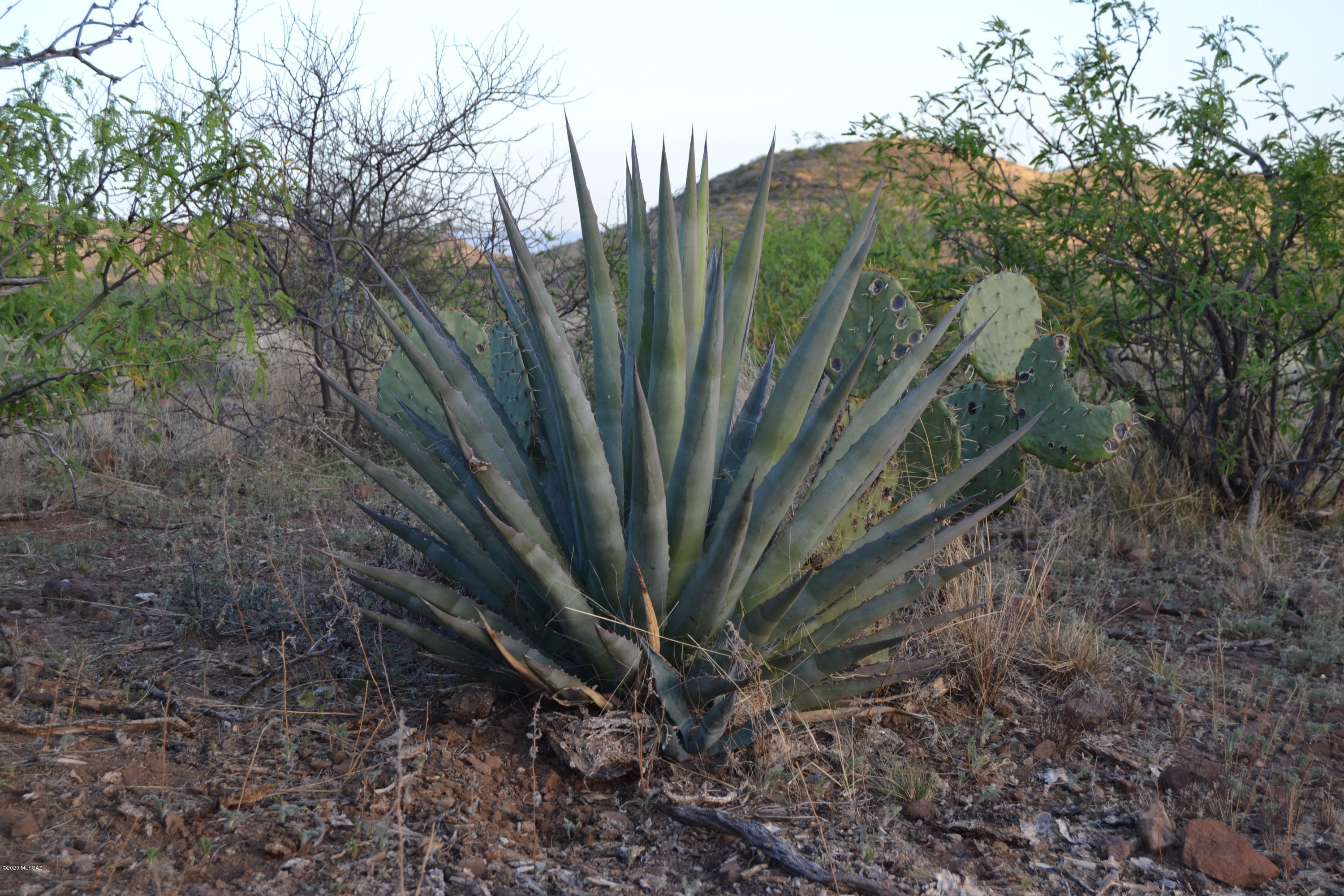 Out Of Pima County - Land