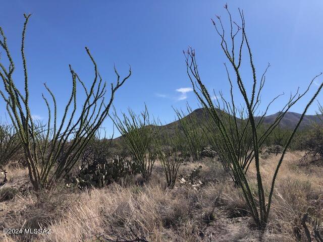 Ocotillo Preserve (1-42) - Land