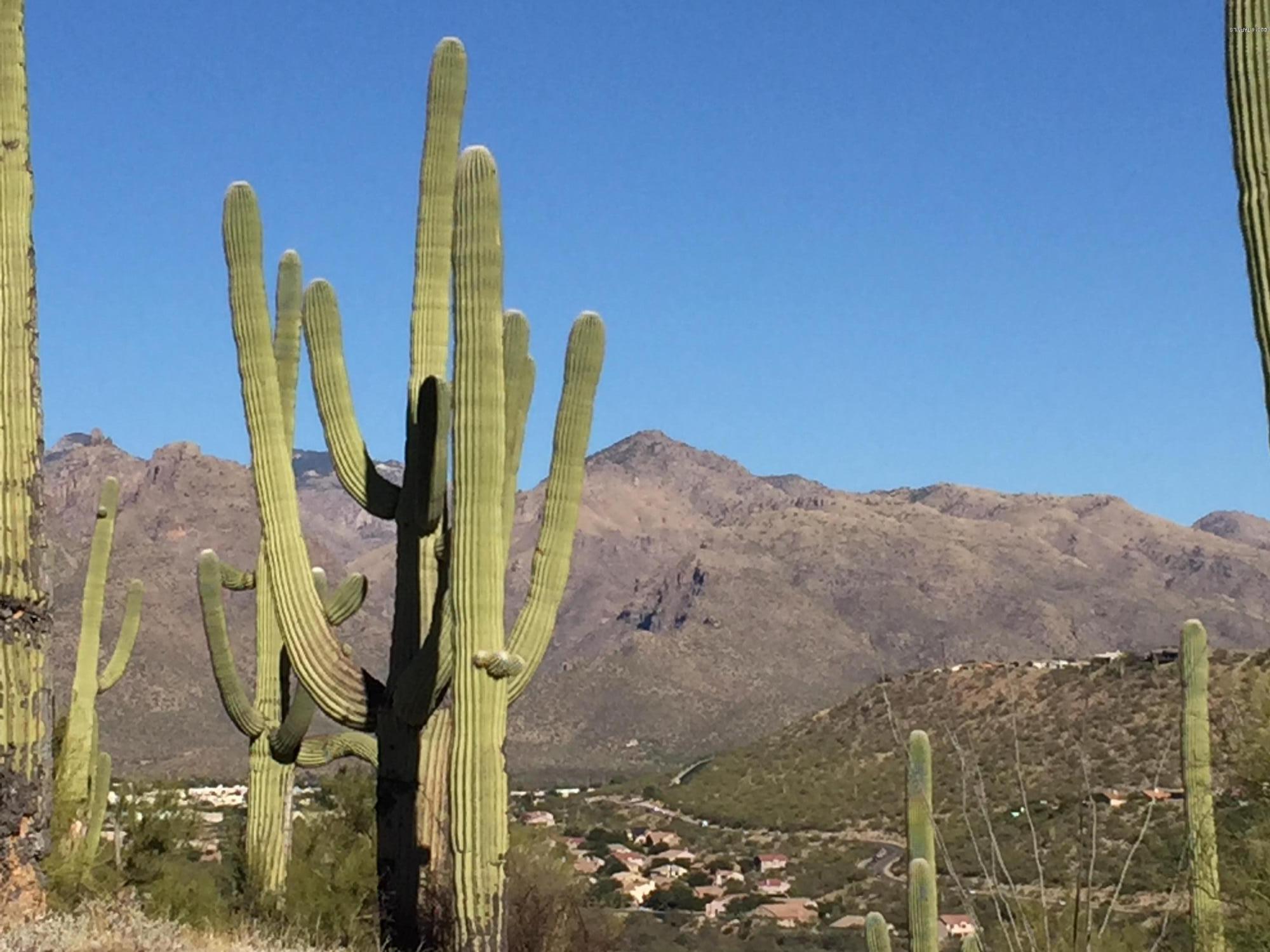 Quail Canyon (58-99) - Land