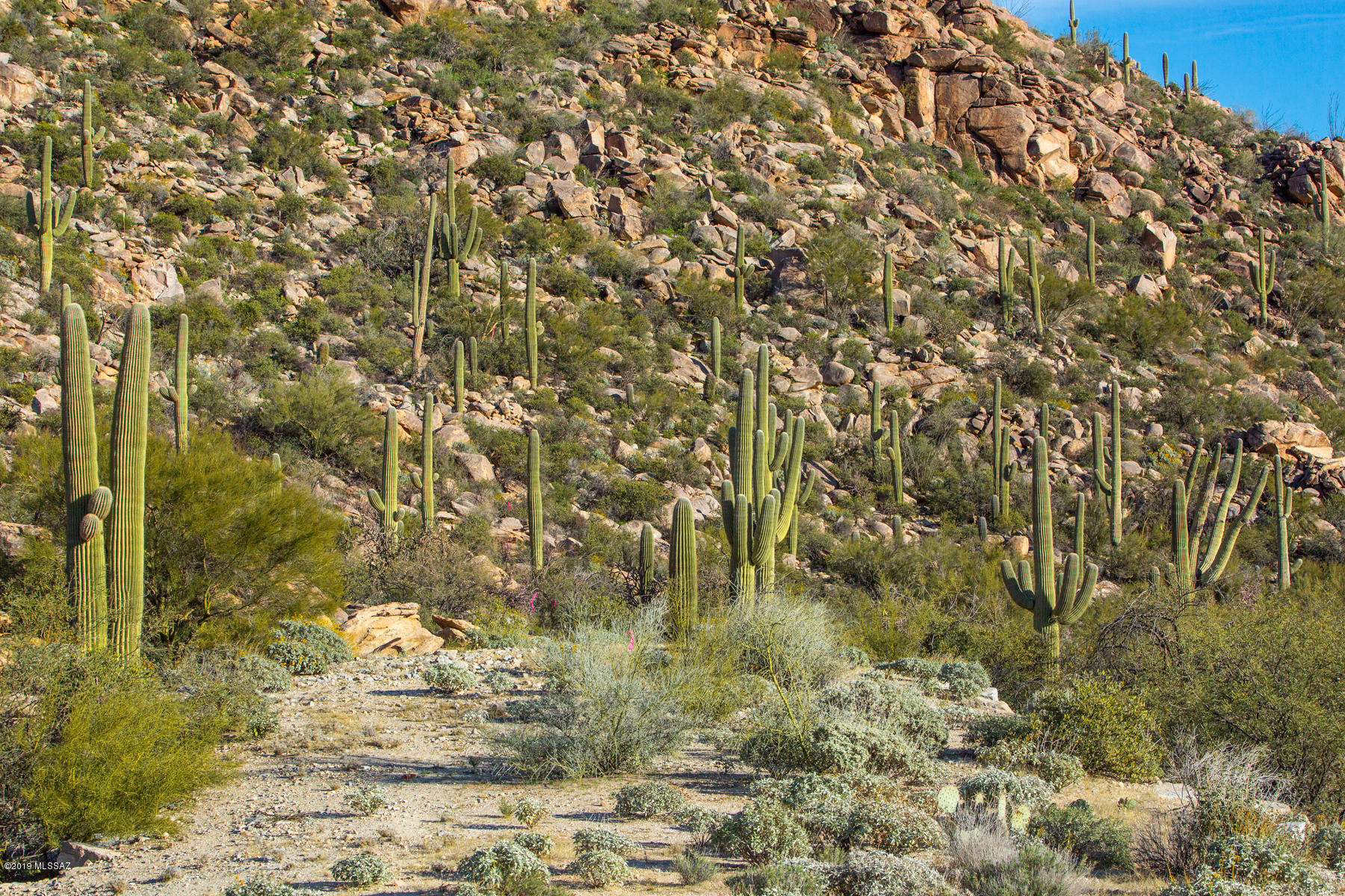 Canyon Pass At Dove Mountain - Land
