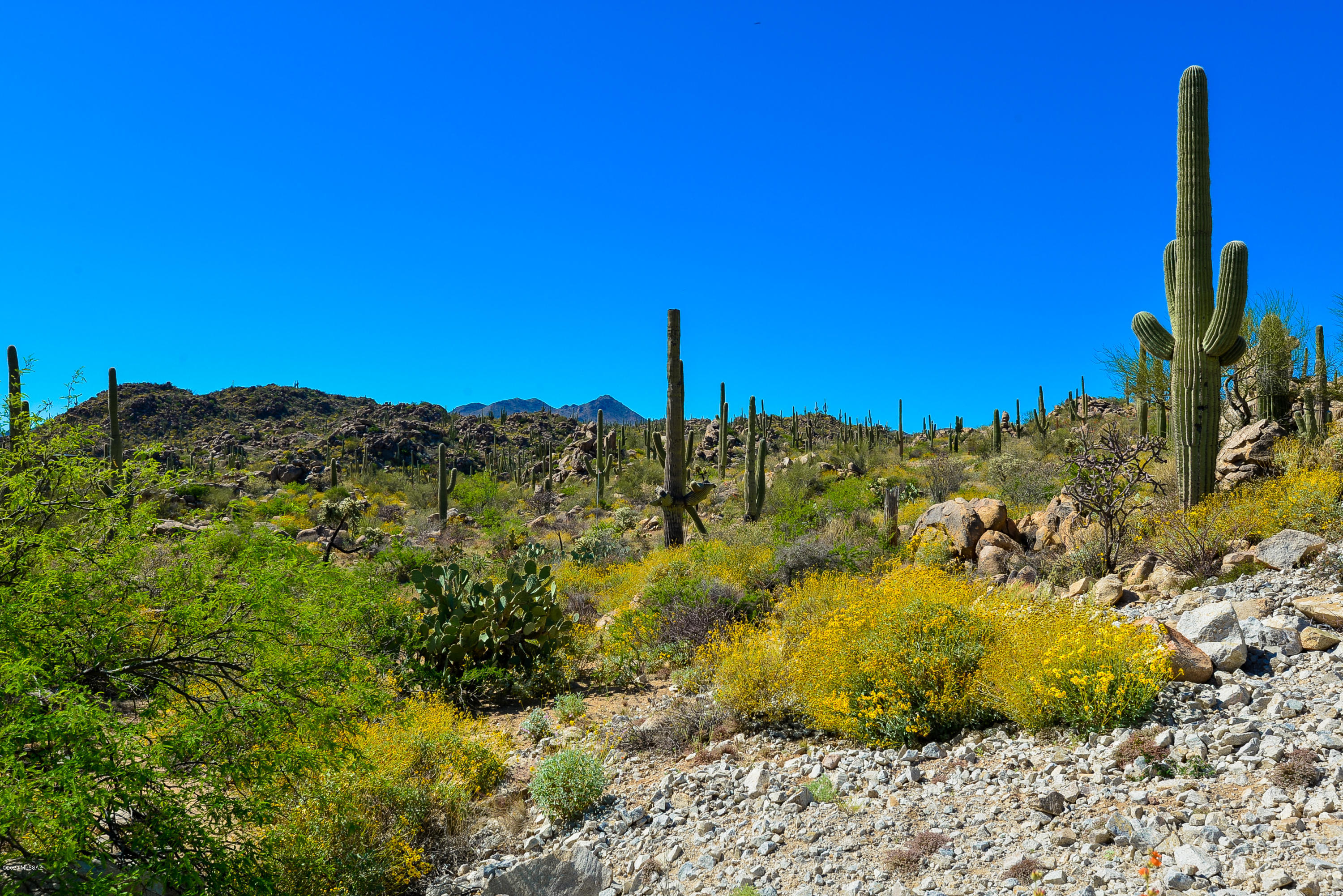 Stone Canyon VIII (486-602) - Land
