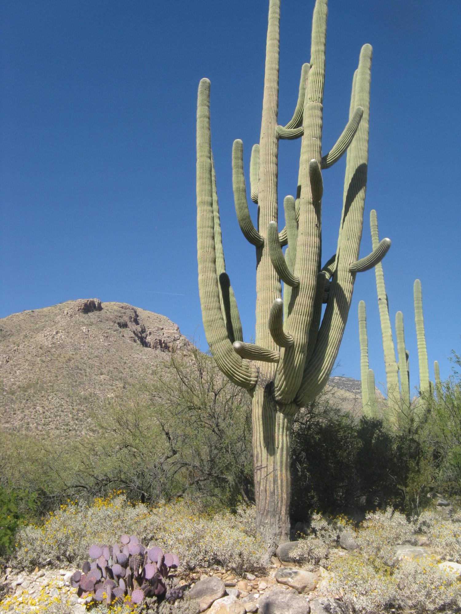 Pima Canyon Estates (1-14) - Land