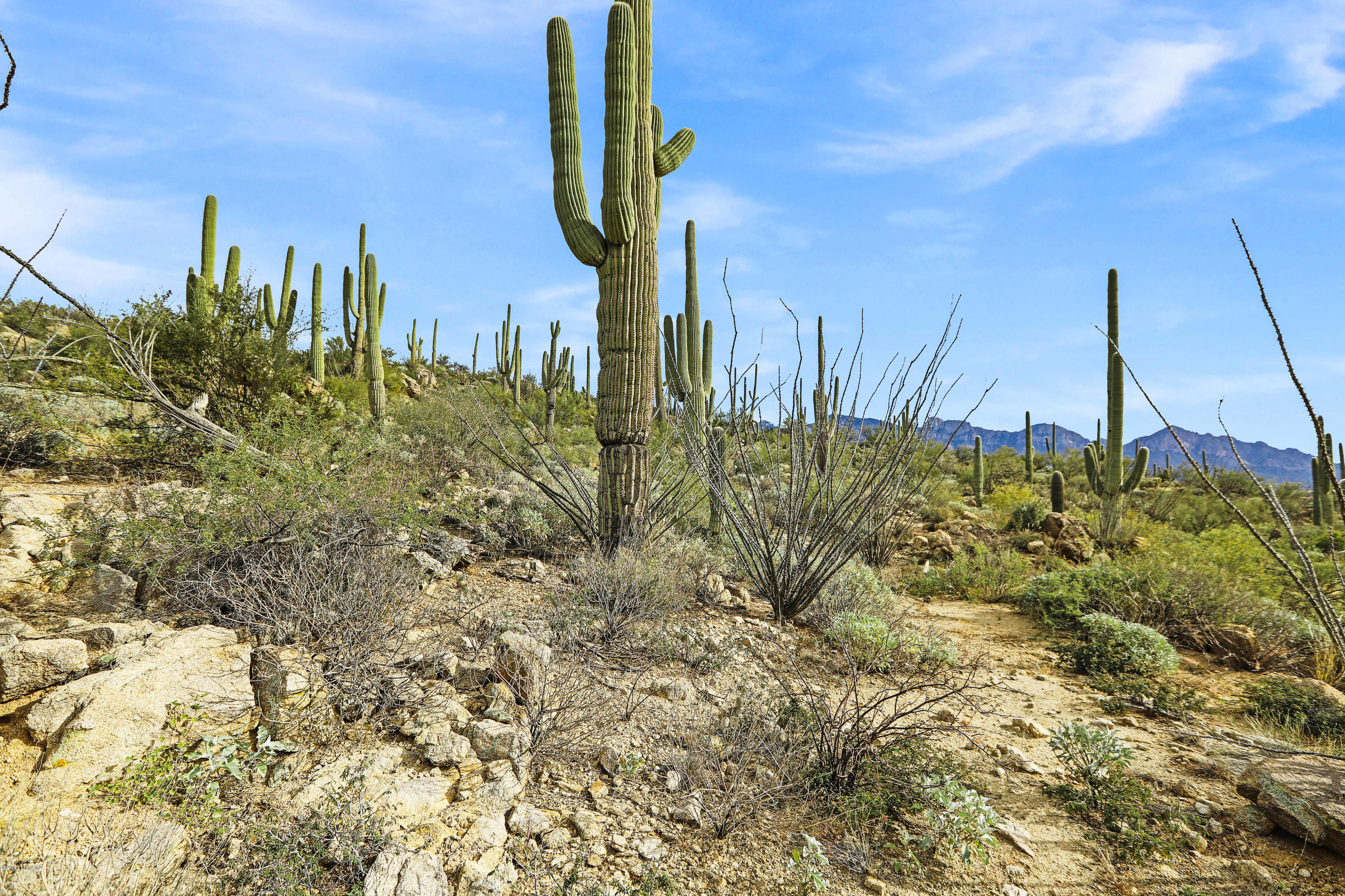 Stone Canyon VIII (486-602) - Land