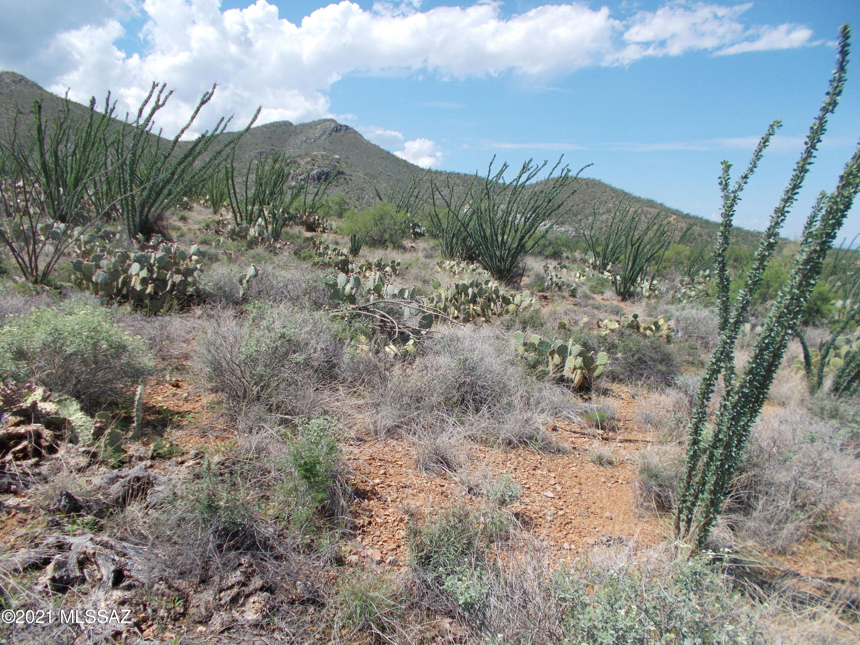 Ocotillo Preserve (1-42) - Land