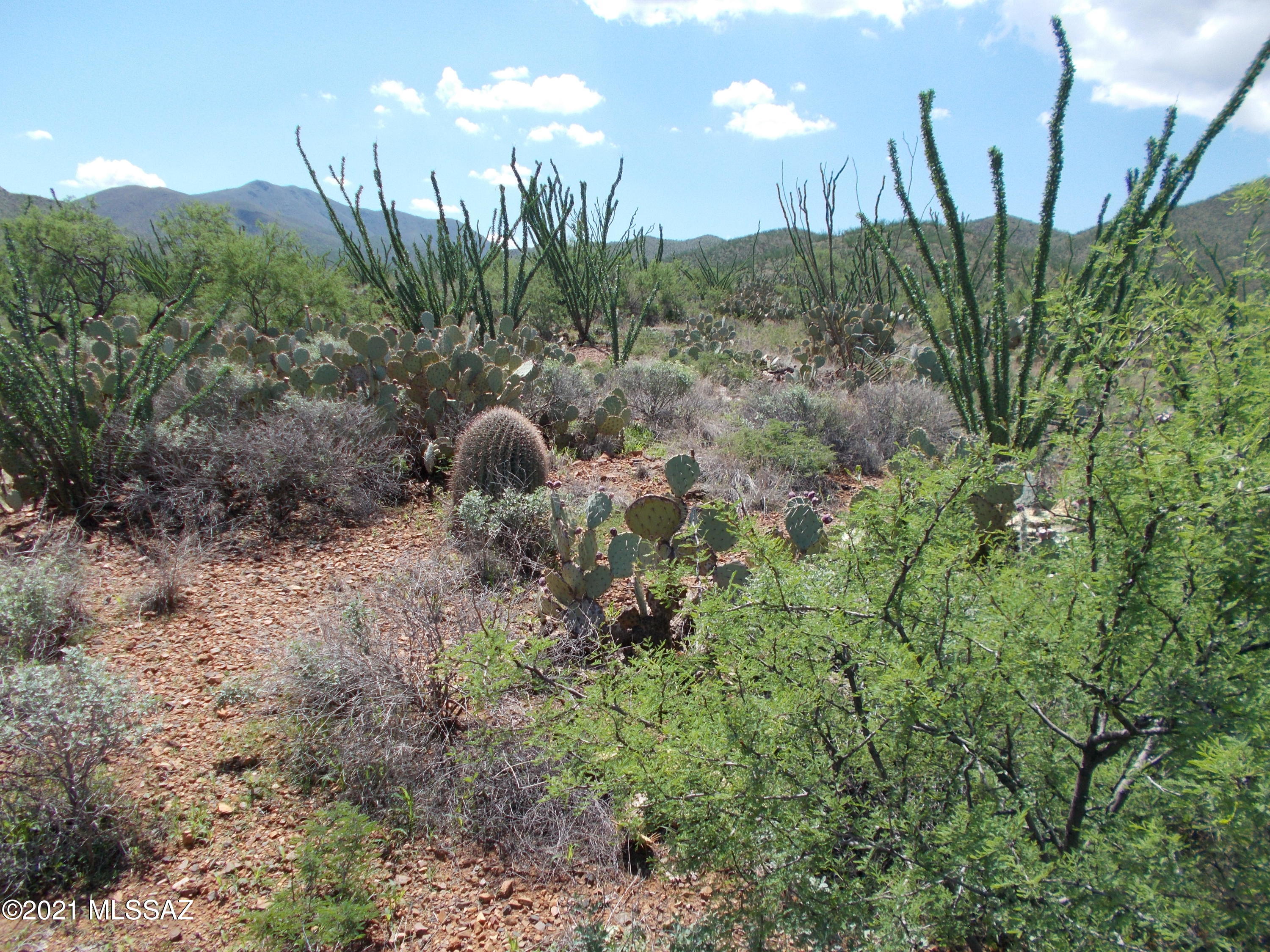 Ocotillo Preserve (1-42) - Land