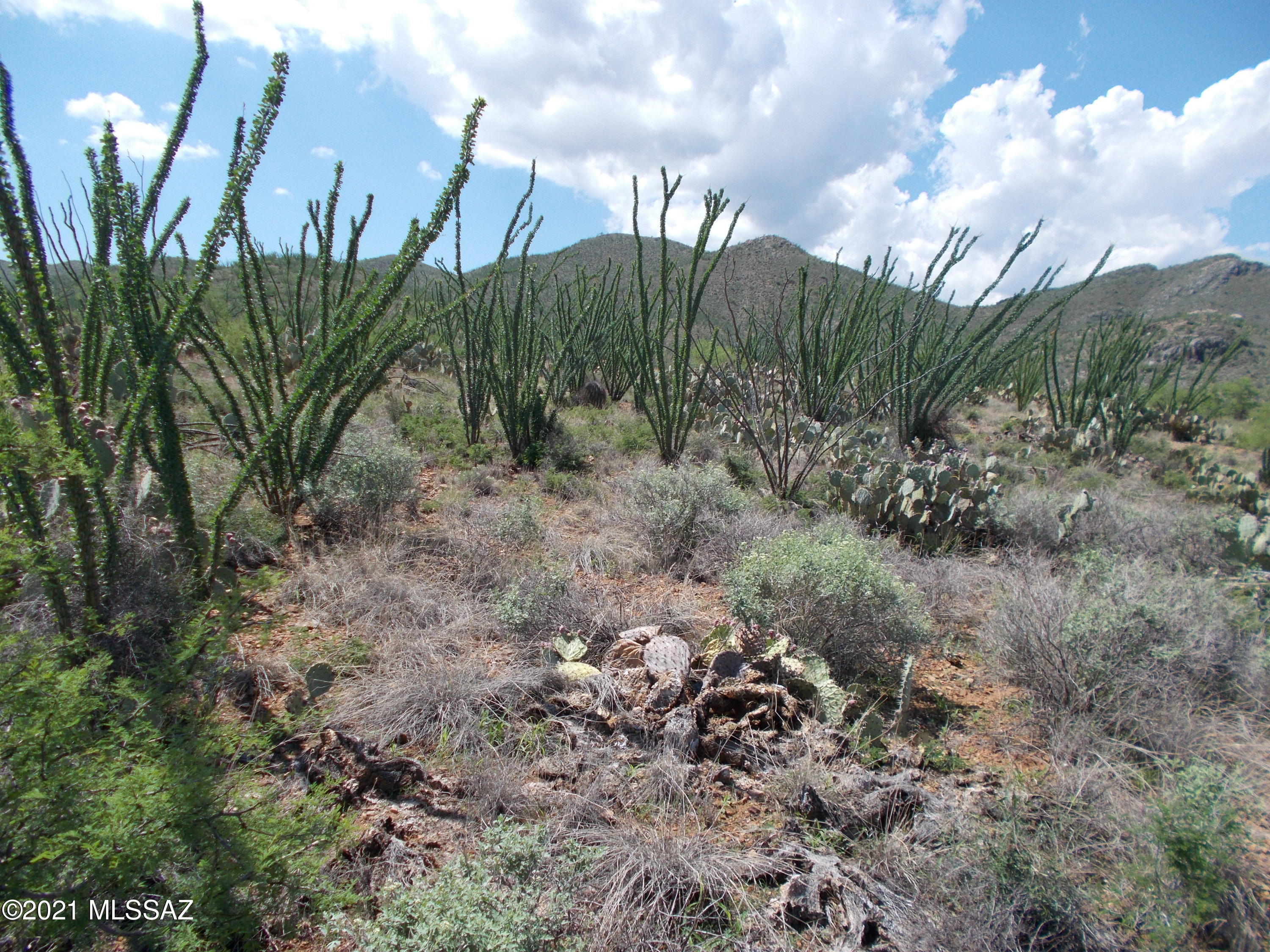 Ocotillo Preserve (1-42) - Land