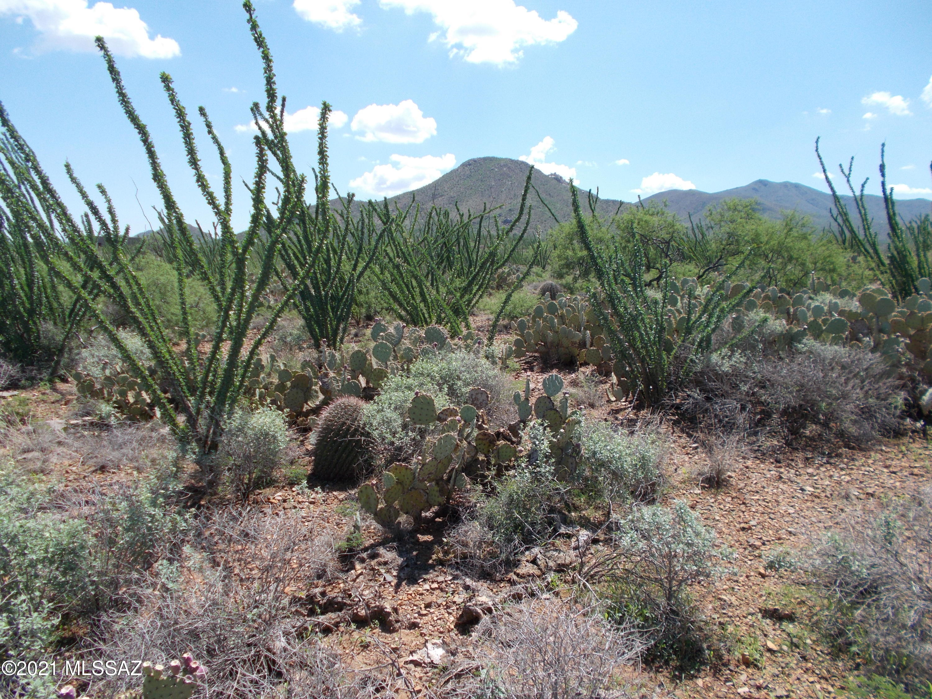 Ocotillo Preserve (1-42) - Land