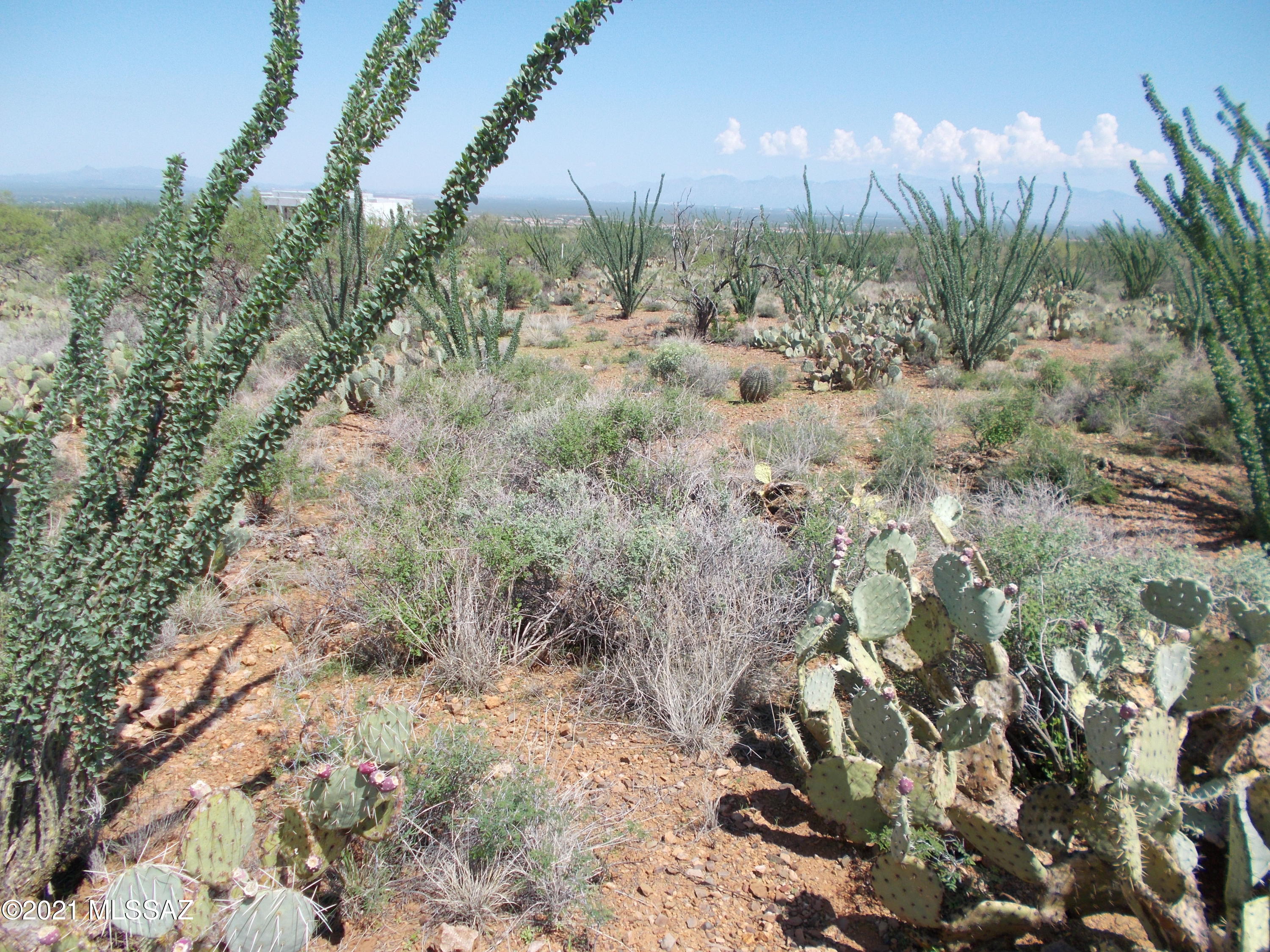 Ocotillo Preserve (1-42) - Land