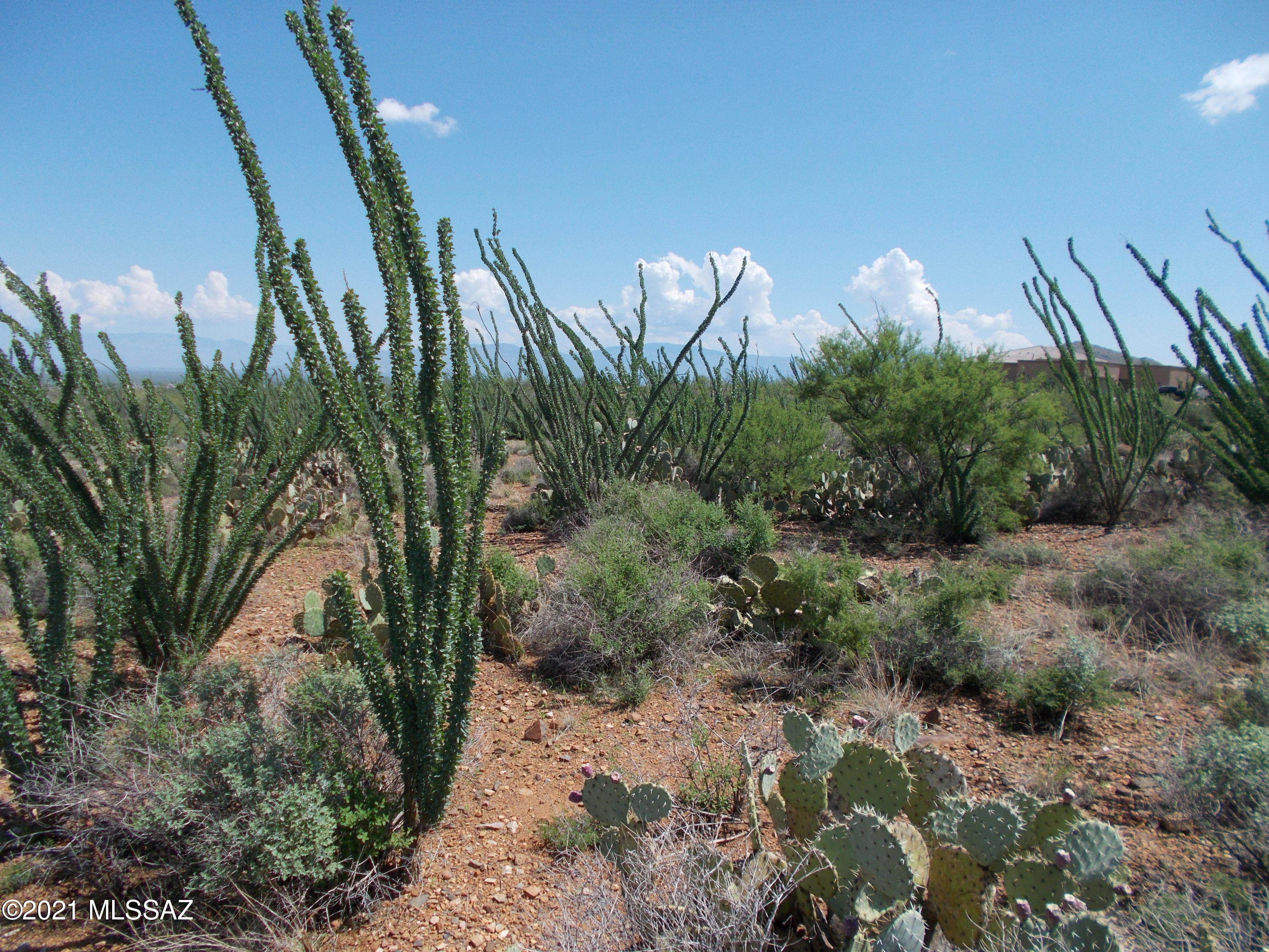 Ocotillo Preserve (1-42) - Land