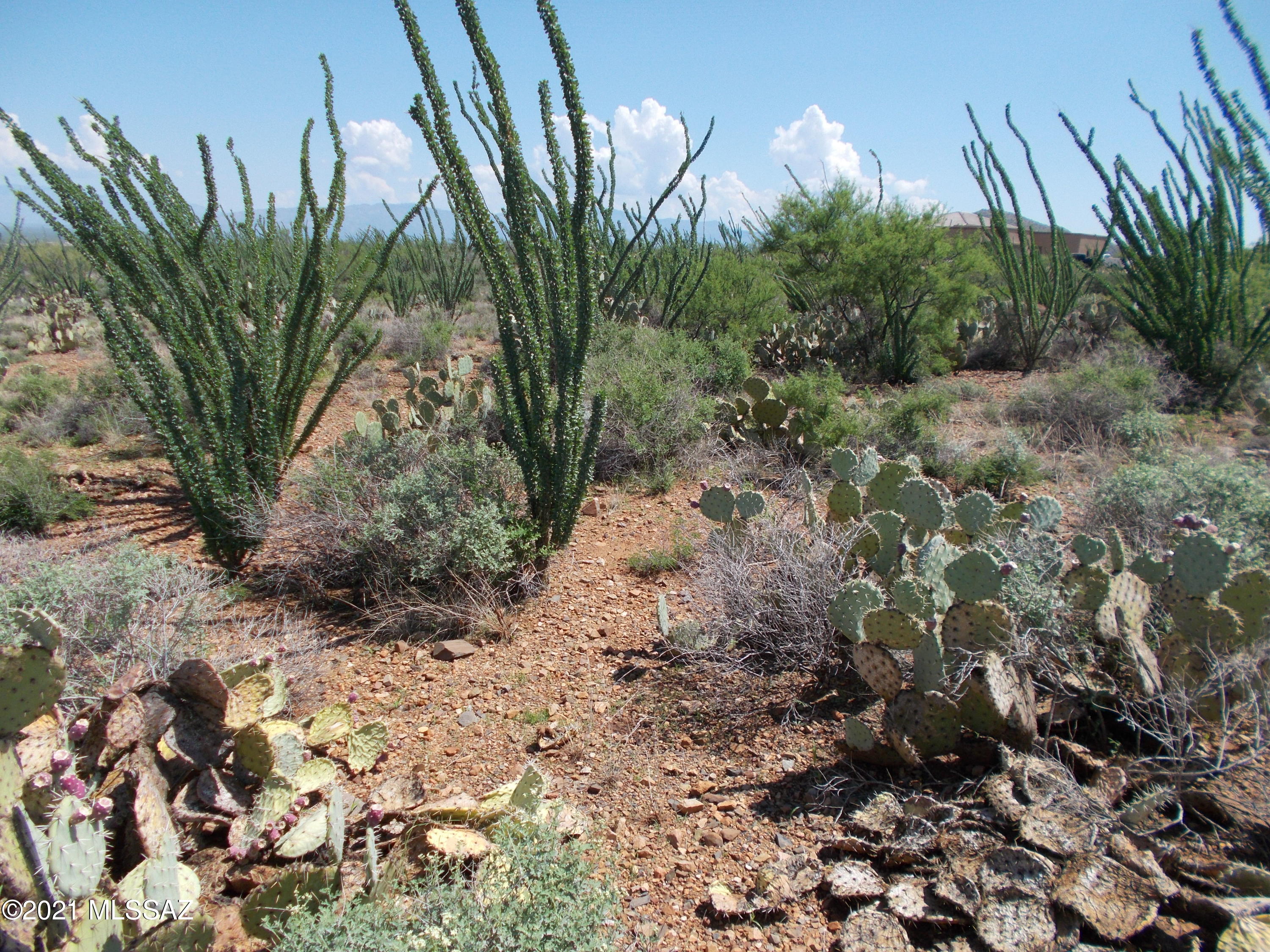 Ocotillo Preserve (1-42) - Land