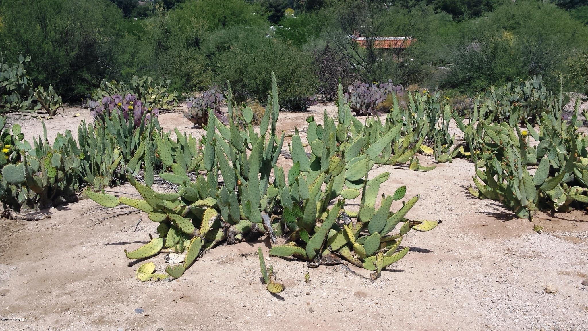 Tucson National Est - Land