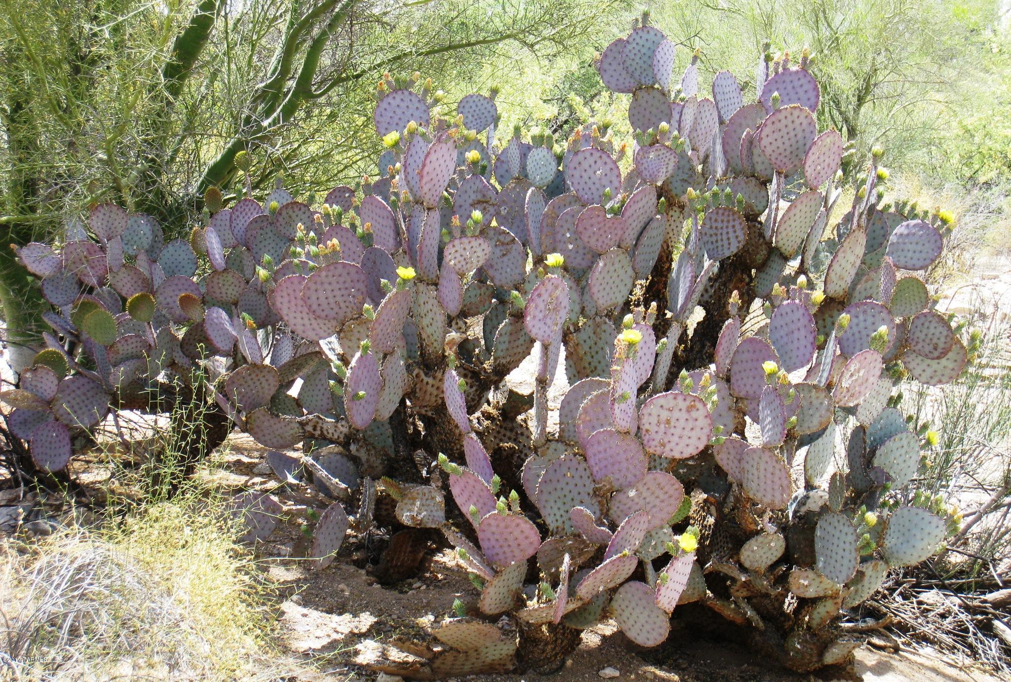 Tucson National Est - Land