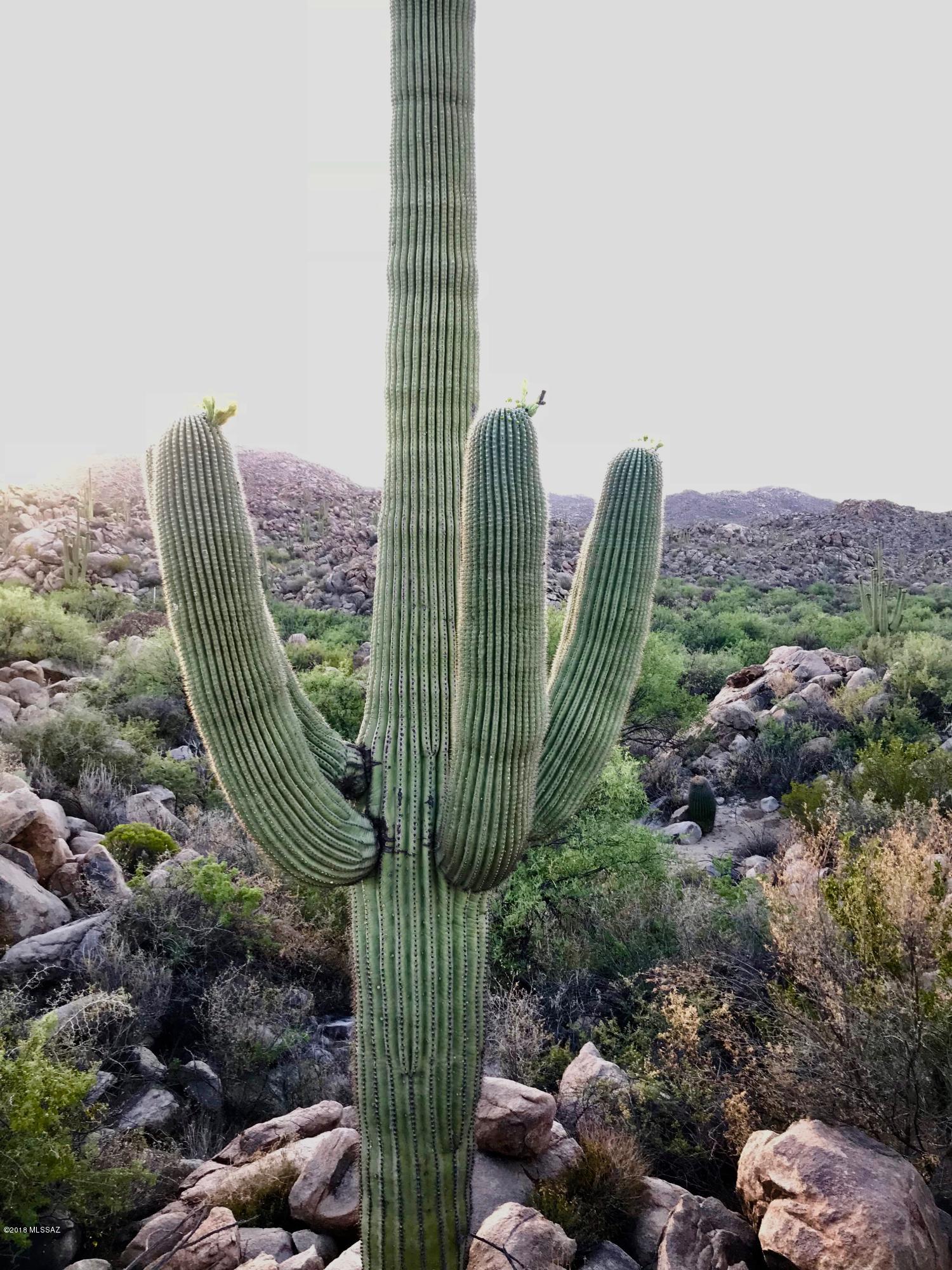 Stone Canyon IV - Land
