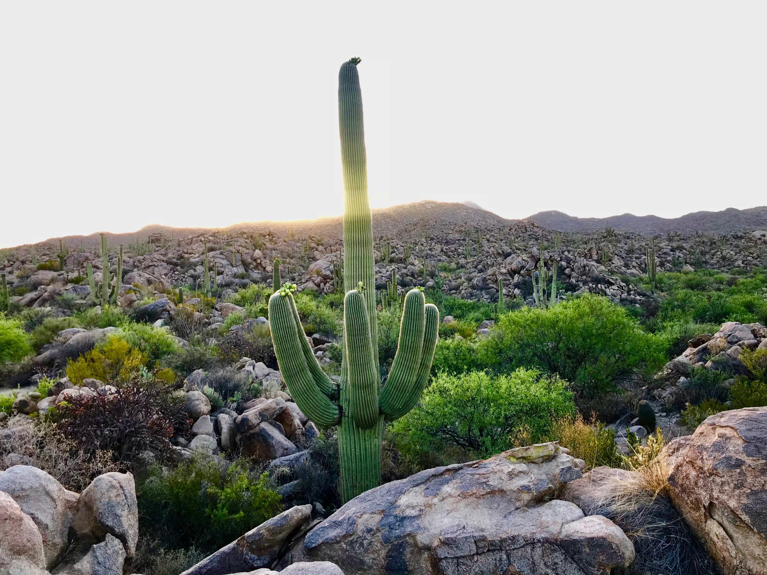 Stone Canyon IV - Land
